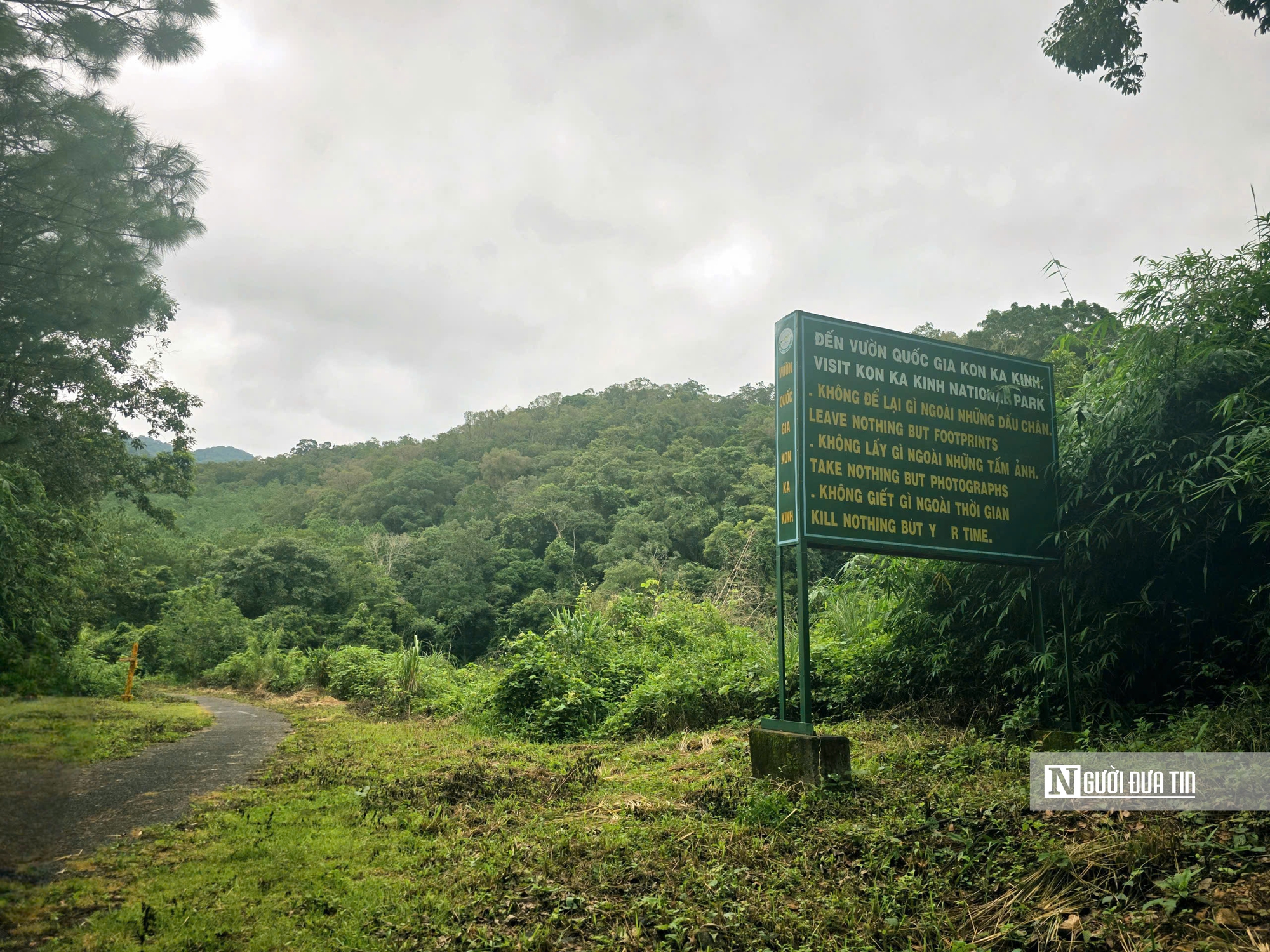 T&iacute;n chỉ carbon - "Mỏ v&agrave;ng xanh" của Gia Lai sau s&aacute;p nhập- Ảnh 1.