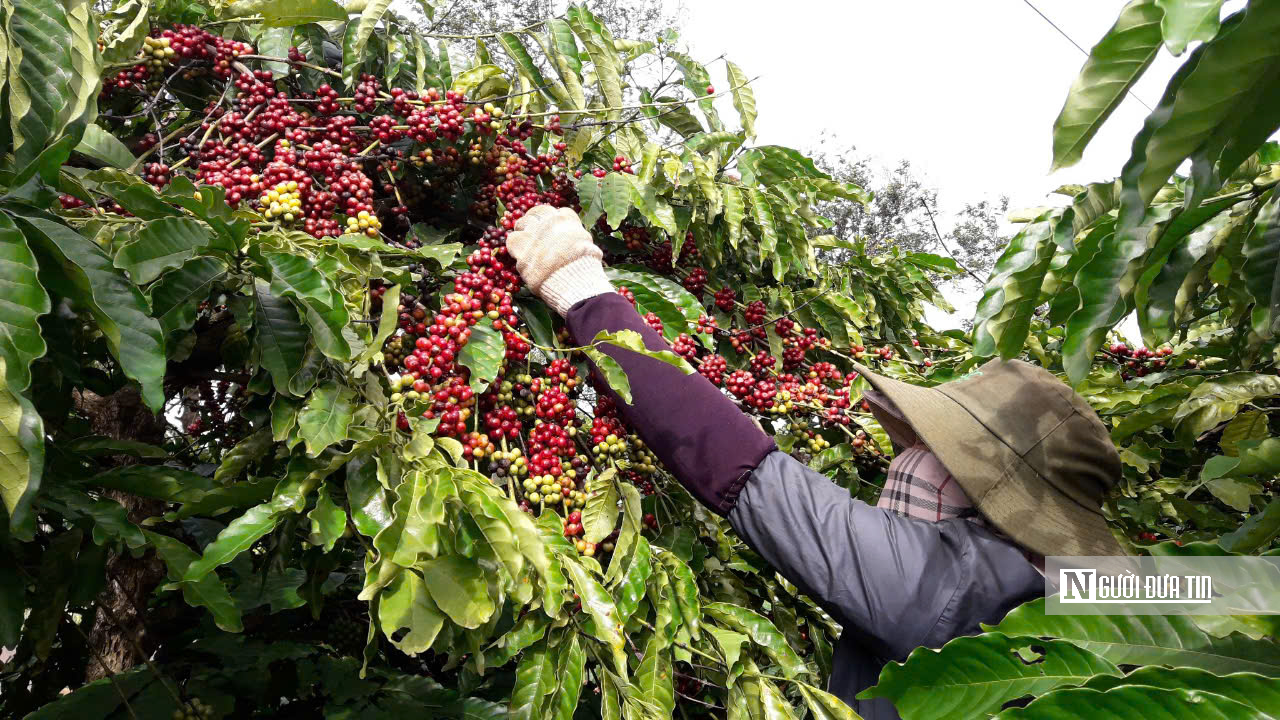 Tín chỉ carbon - Tín chỉ carbon -