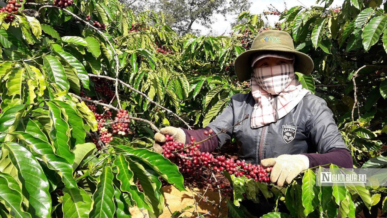 Tín chỉ carbon - Tín chỉ carbon -