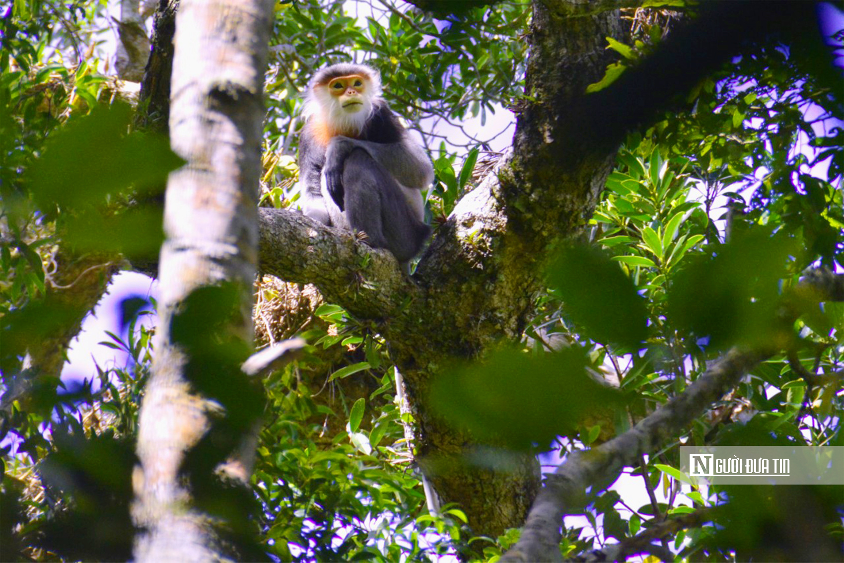 Tín chỉ carbon - Tín chỉ carbon -