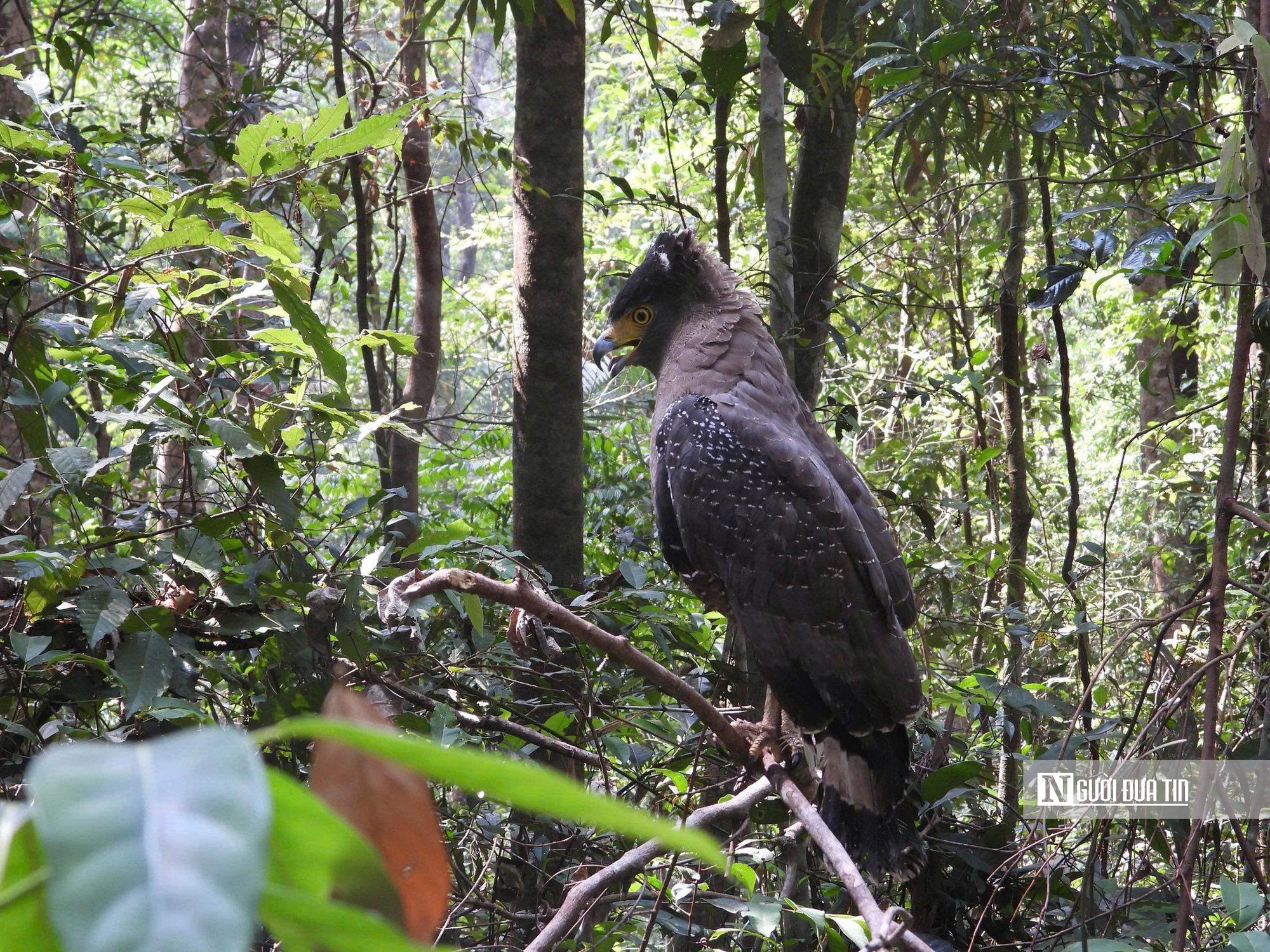 Tín chỉ carbon - Tín chỉ carbon -