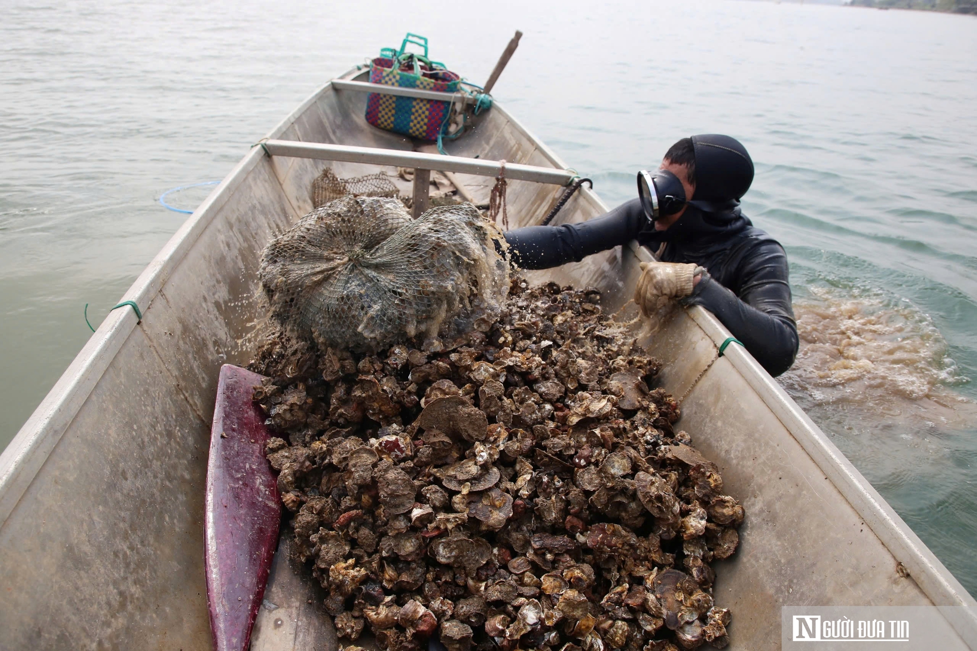 Nghề nguy hiểm lặn bắt loài nhiễm thể dưới đáy sông, ngon nức tiếng ở Quảng Trị- Ảnh 7. Nghề nguy hiểm lặn bắt loài nhiễm thể dưới đáy sông, ngon nức tiếng ở Quảng Trị- Ảnh 7.