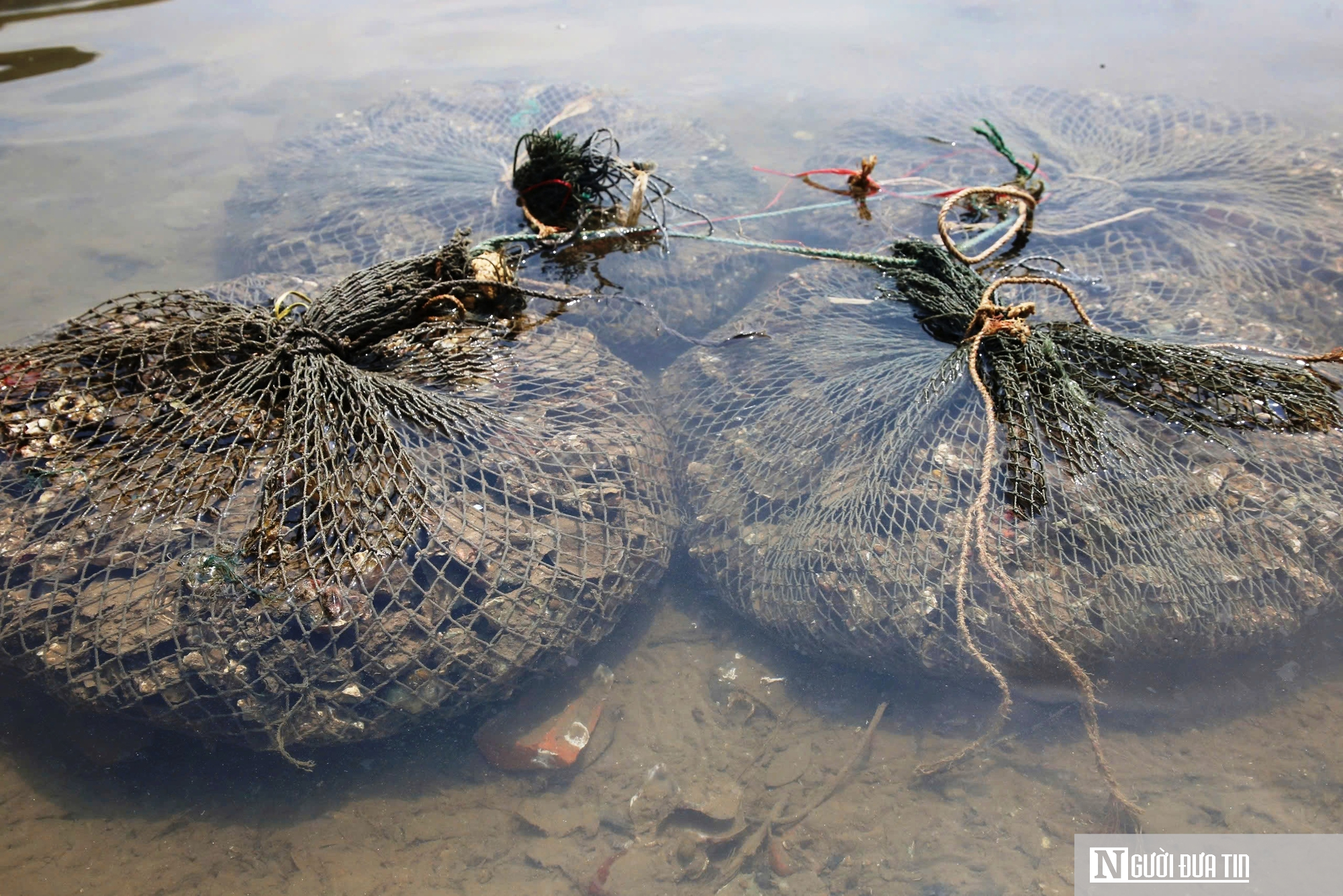 Nghề nguy hiểm lặn bắt loài nhiễm thể dưới đáy sông, ngon nức tiếng ở Quảng Trị- Ảnh 9. Nghề nguy hiểm lặn bắt loài nhiễm thể dưới đáy sông, ngon nức tiếng ở Quảng Trị- Ảnh 9.
