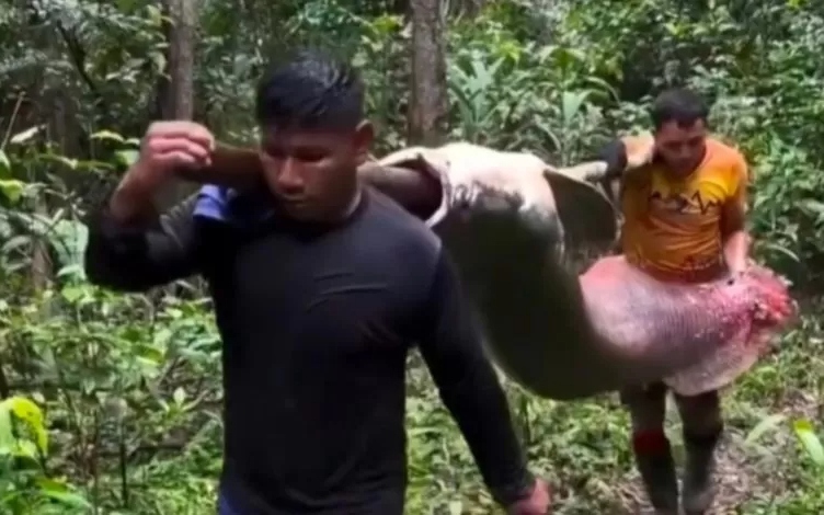 Người dân Brazil khiêng cá pirarucu khổng lồ 150 kg, minh chứng cho quản lý bền vững
