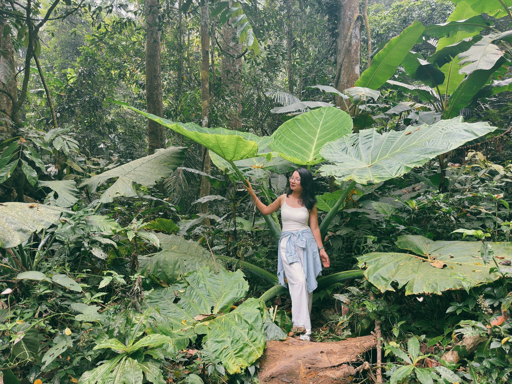 Du khách hóa “người tí hon” giữa rừng Cúc Phương, Ninh Bình - Ảnh 1.