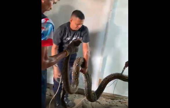 Bắt sống trăn khổng lồ d&agrave;i 5 m&eacute;t ẩn nấp dưới s&agrave;n nh&agrave; d&acirc;n - Ảnh 1.