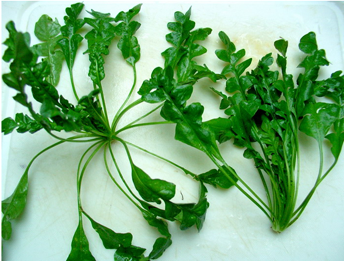 Ăn 1 mớ rau này tốt ngang thịt bò, mọc đầy bờ rào ai không biết hơi phí- Ảnh 1.