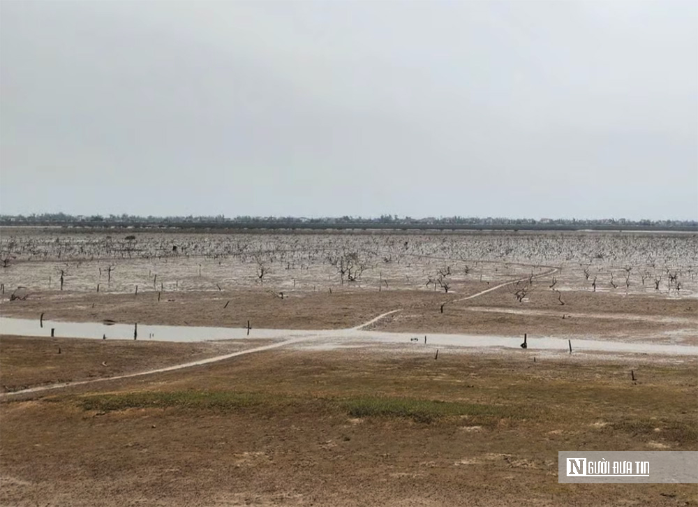 Rừng ngập mặn ở Hà Tĩnh bất ngờ bị chết khô: Nguyên nhân không phải ô nhiễm môi trường nước- Ảnh 1. Rừng ngập mặn ở Hà Tĩnh bất ngờ bị chết khô: Nguyên nhân không phải ô nhiễm môi trường nước- Ảnh 1.