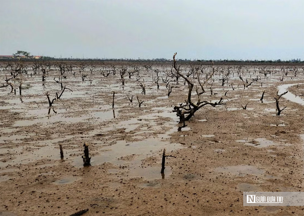Rừng ngập mặn ở Hà Tĩnh bất ngờ bị chết khô: Nguyên nhân không phải ô nhiễm môi trường nước- Ảnh 2. Rừng ngập mặn ở Hà Tĩnh bất ngờ bị chết khô: Nguyên nhân không phải ô nhiễm môi trường nước- Ảnh 2.