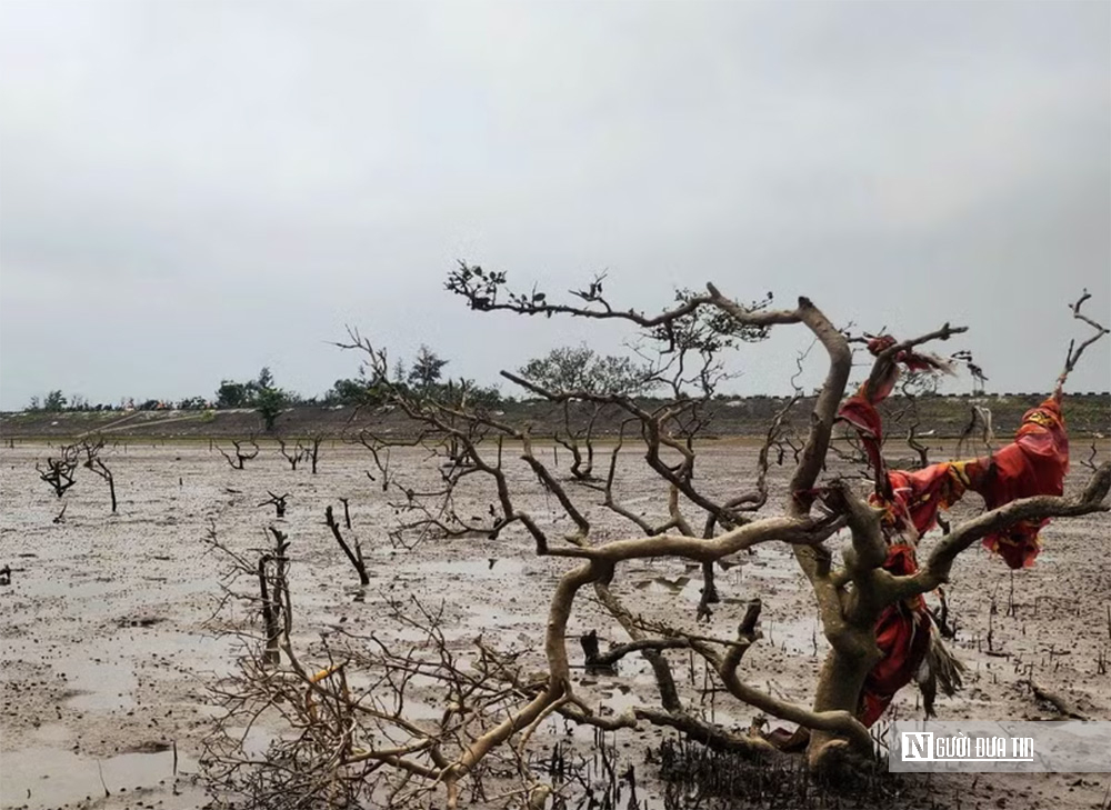 Rừng ngập mặn ở Hà Tĩnh bất ngờ bị chết khô: Nguyên nhân không phải ô nhiễm môi trường nước- Ảnh 3. Rừng ngập mặn ở Hà Tĩnh bất ngờ bị chết khô: Nguyên nhân không phải ô nhiễm môi trường nước- Ảnh 3.
