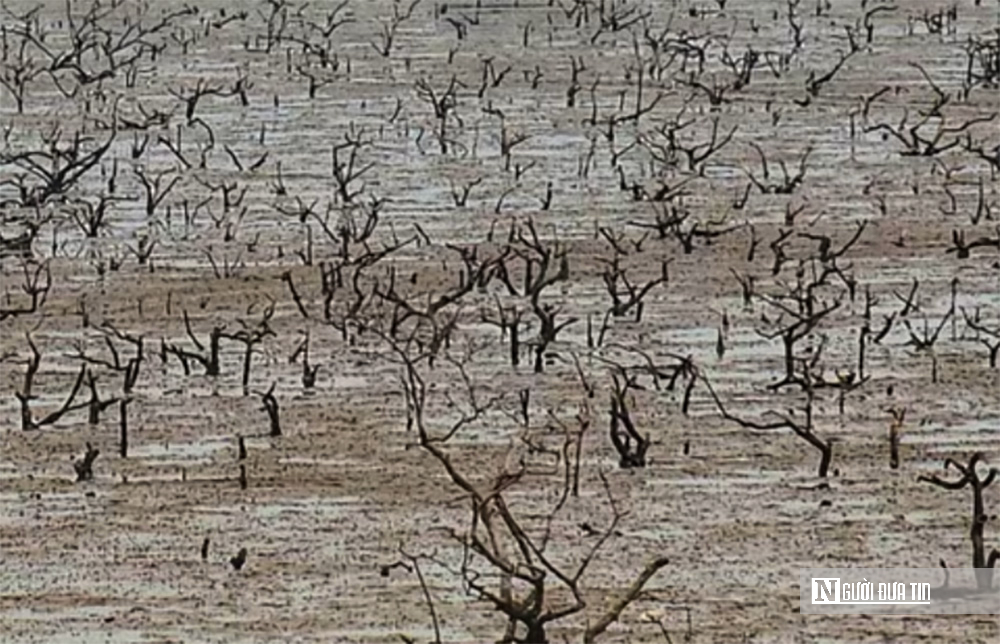 Rừng ngập mặn ở Hà Tĩnh bất ngờ bị chết khô: Nguyên nhân không phải ô nhiễm môi trường nước- Ảnh 4. Rừng ngập mặn ở Hà Tĩnh bất ngờ bị chết khô: Nguyên nhân không phải ô nhiễm môi trường nước- Ảnh 4.