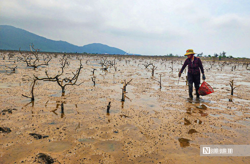 Rừng ngập mặn ở Hà Tĩnh bất ngờ bị chết khô: Nguyên nhân không phải ô nhiễm môi trường nước- Ảnh 5. Rừng ngập mặn ở Hà Tĩnh bất ngờ bị chết khô: Nguyên nhân không phải ô nhiễm môi trường nước- Ảnh 5.