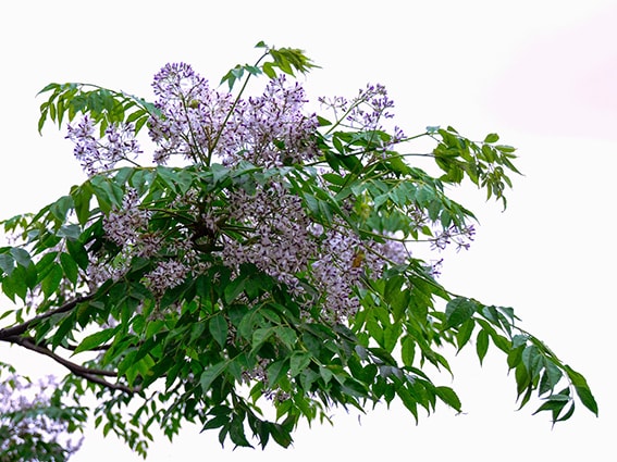 Lo&agrave;i hoa khi v&agrave;o m&ugrave;a khiến cơ thể dễ ốm yếu hơn - Ảnh 1.