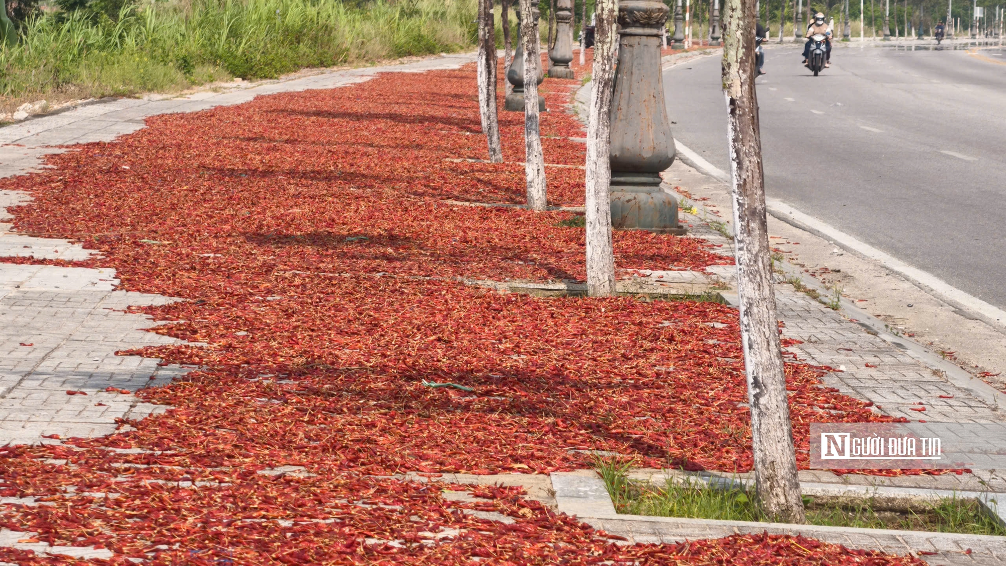 Ớt rớt giá sâu, chính quyền vào cuộc tìm đầu ra- Ảnh 4. Ớt rớt giá sâu, chính quyền vào cuộc tìm đầu ra- Ảnh 4.