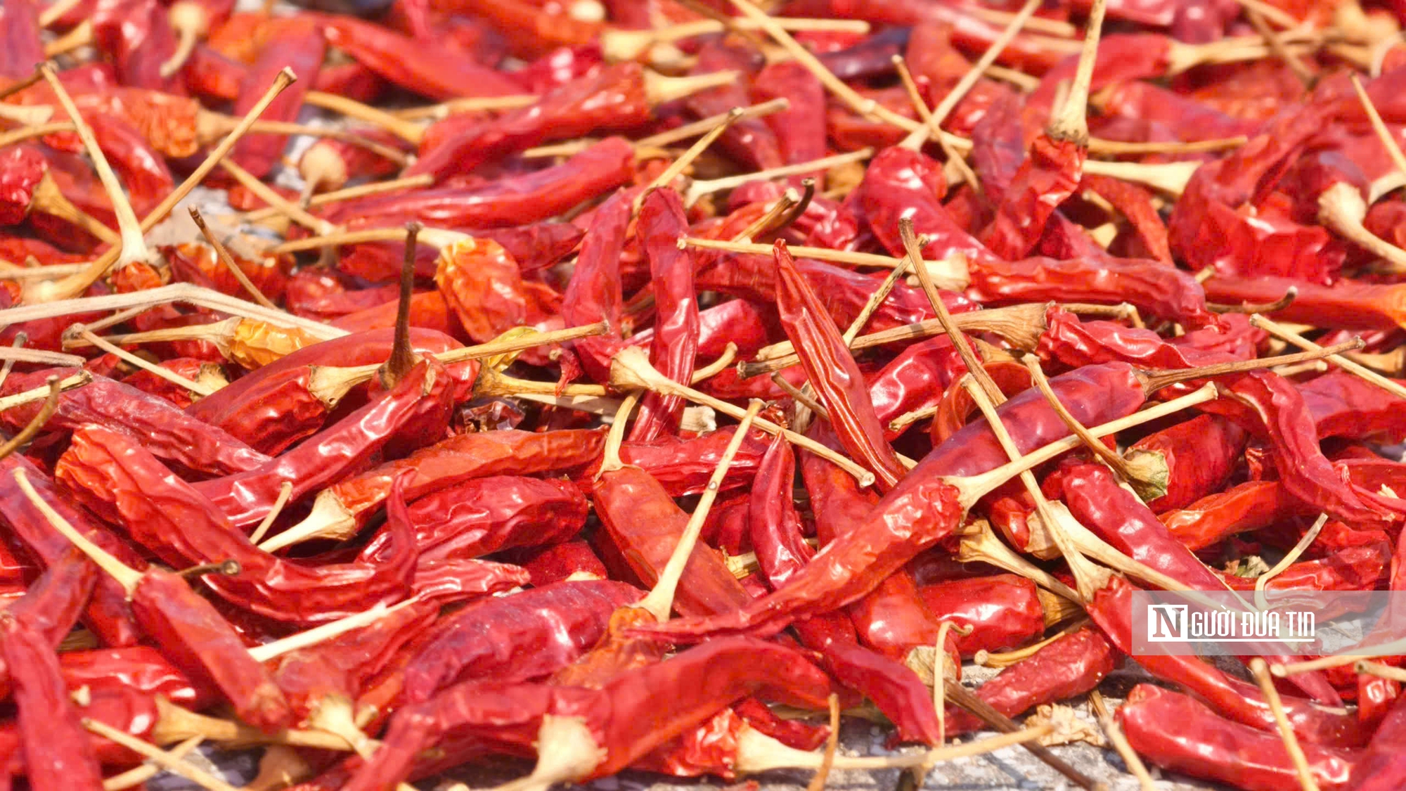 Ớt rớt giá sâu, chính quyền vào cuộc tìm đầu ra- Ảnh 5. Ớt rớt giá sâu, chính quyền vào cuộc tìm đầu ra- Ảnh 5.