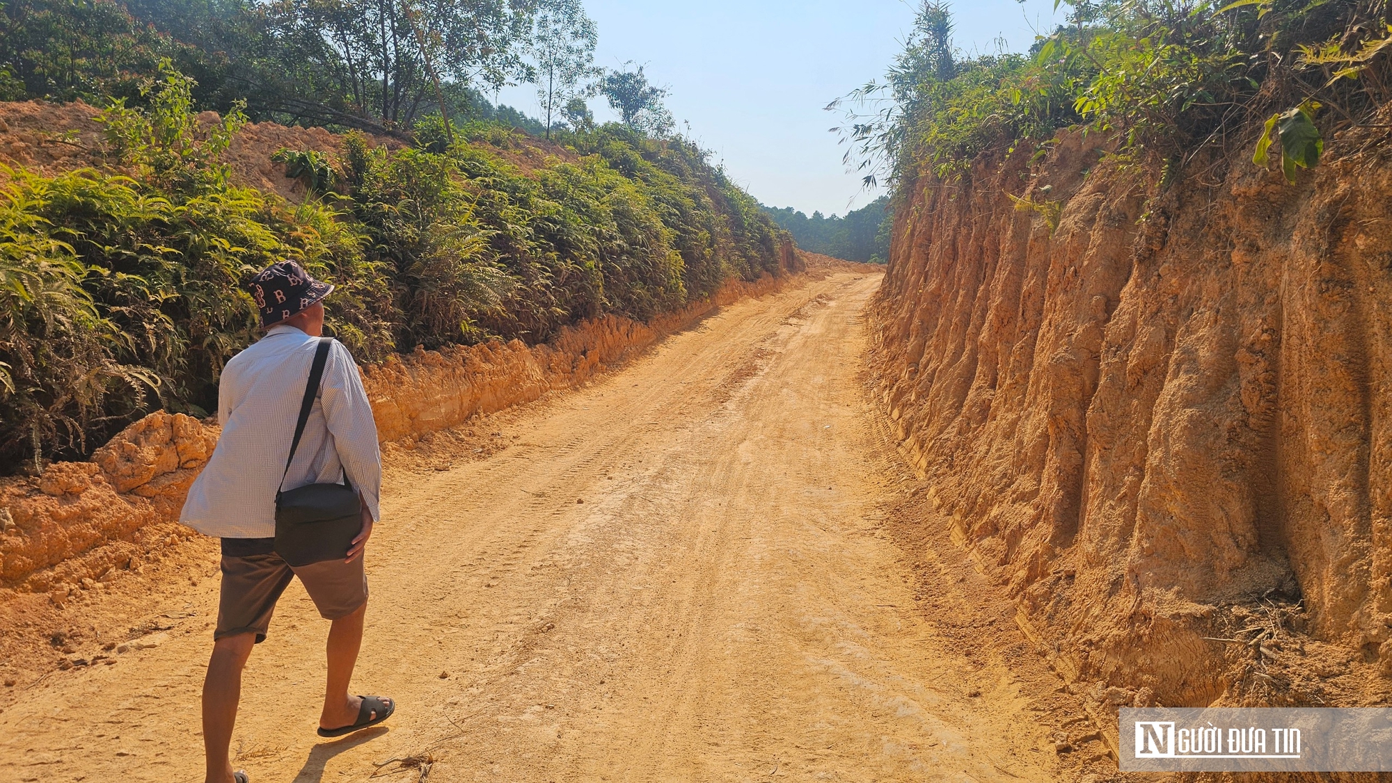 Dừng khai thác hơn 5 ha rừng do nhà nước quản lý ở Huế do không có hồ sơ - Ảnh 1.