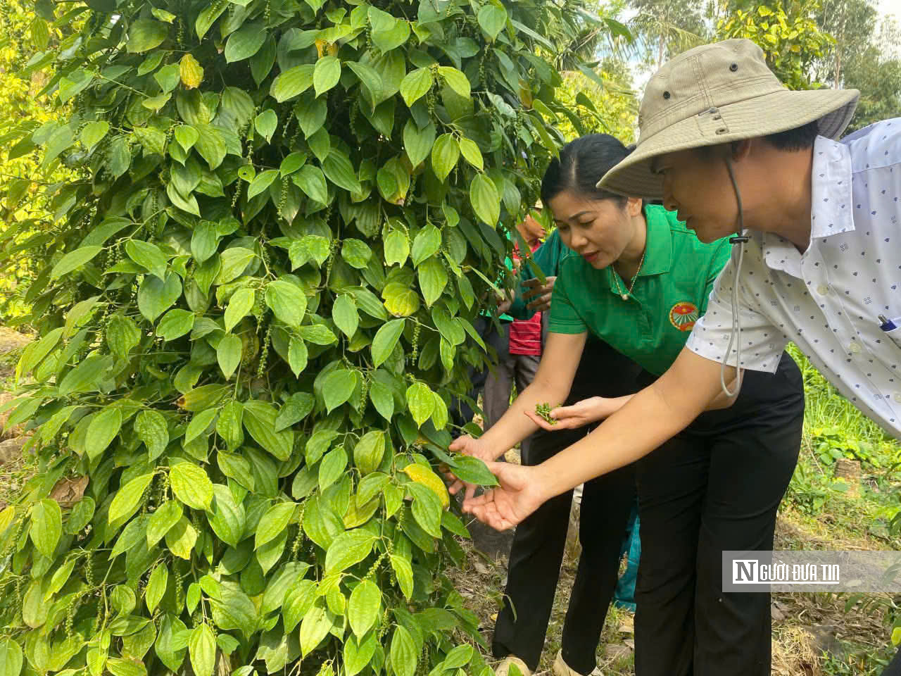 Gia Lai: B&agrave;i to&aacute;n giảm ngh&egrave;o bền vững song h&agrave;nh với mục ti&ecirc;u tăng trưởng 2 con số trong giai đoạn mới - Ảnh 2.