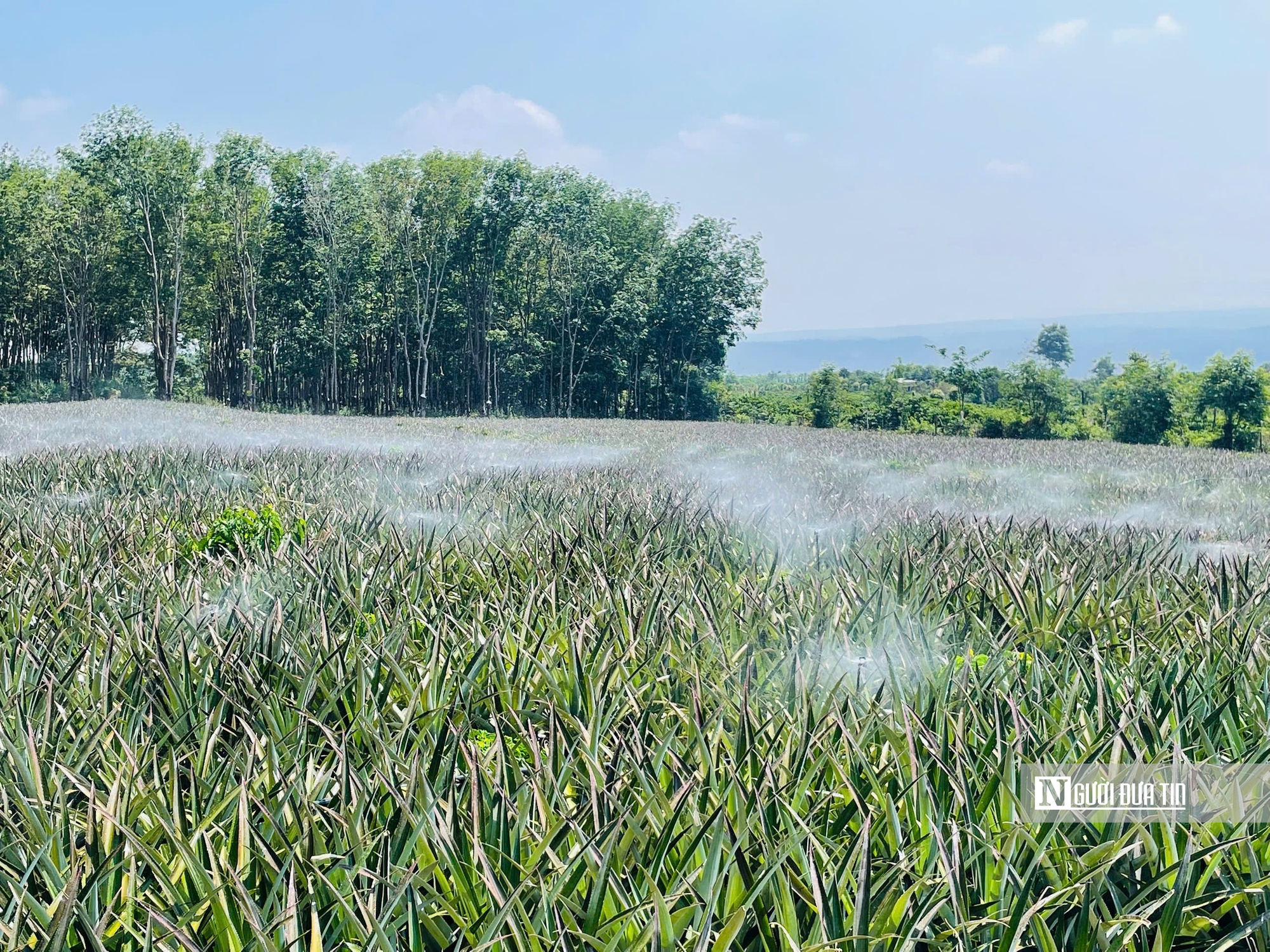 Gia Lai: Bài toán giảm nghèo bền vững song hành với mục tiêu tăng trưởng 2 con số trong giai đoạn mới - Ảnh 5.