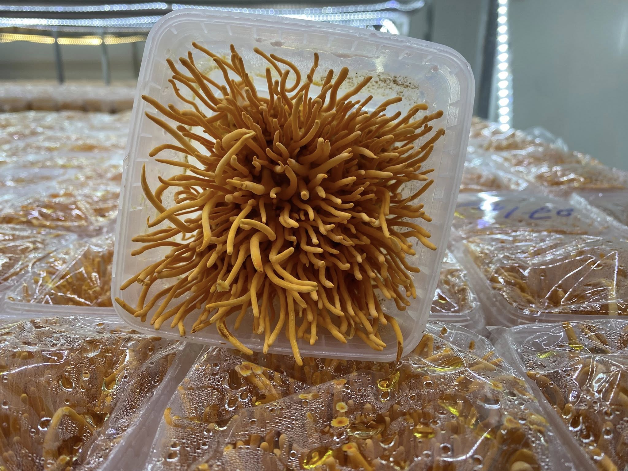 Chàng thạc sĩ bỏ phố về quê, bắt đầu khởi nghiệp bằng loài nấm 