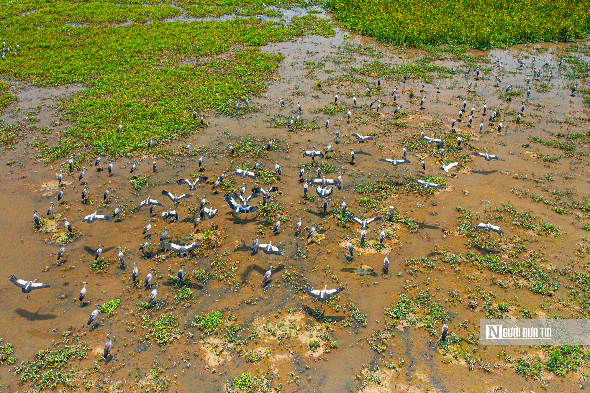 Ngắm đ&agrave;n c&ograve; "s&aacute;ch đỏ" thong dong kiếm mồi tr&ecirc;n c&aacute;nh đồng Đắk Lắk- Ảnh 1.