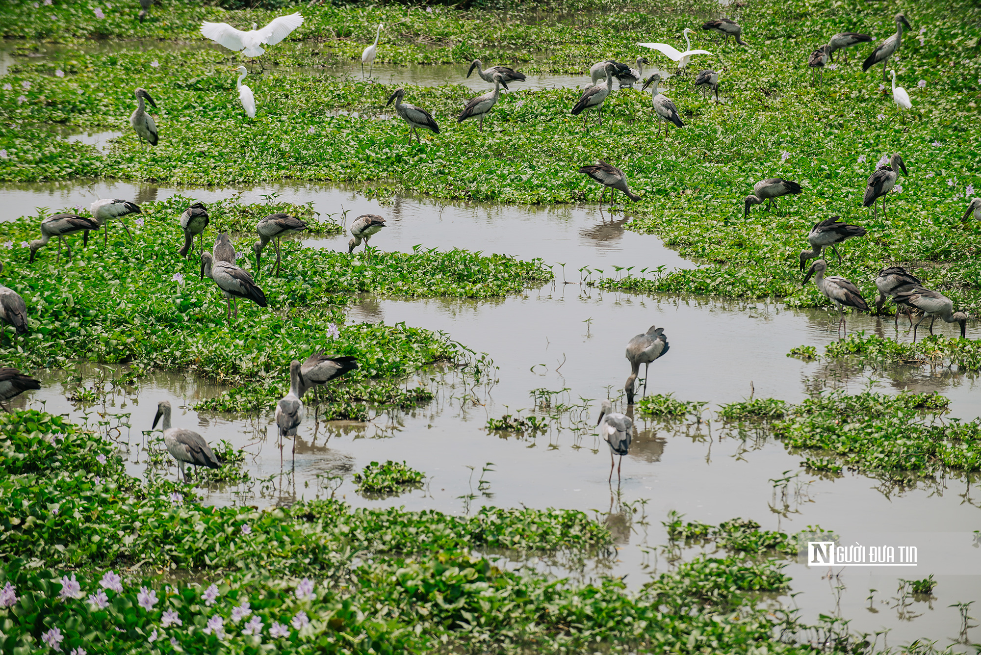 Ngắm đ&agrave;n c&ograve; "s&aacute;ch đỏ" thong dong kiếm mồi tr&ecirc;n c&aacute;nh đồng Đắk Lắk- Ảnh 17.