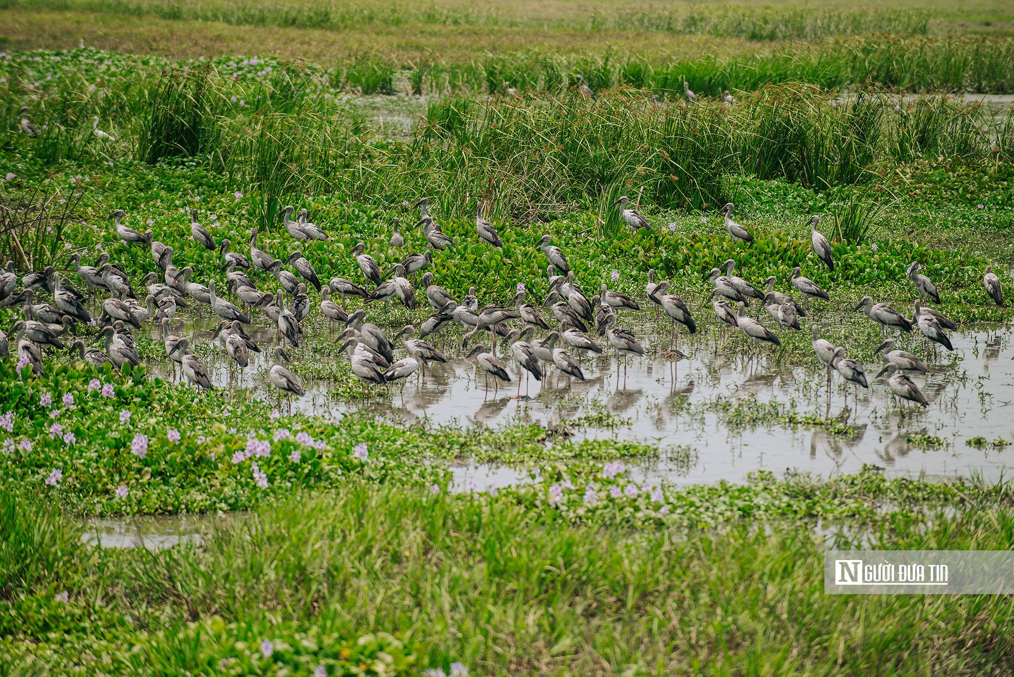 Ngắm đ&agrave;n c&ograve; "s&aacute;ch đỏ" thong dong kiếm mồi tr&ecirc;n c&aacute;nh đồng Đắk Lắk- Ảnh 18.
