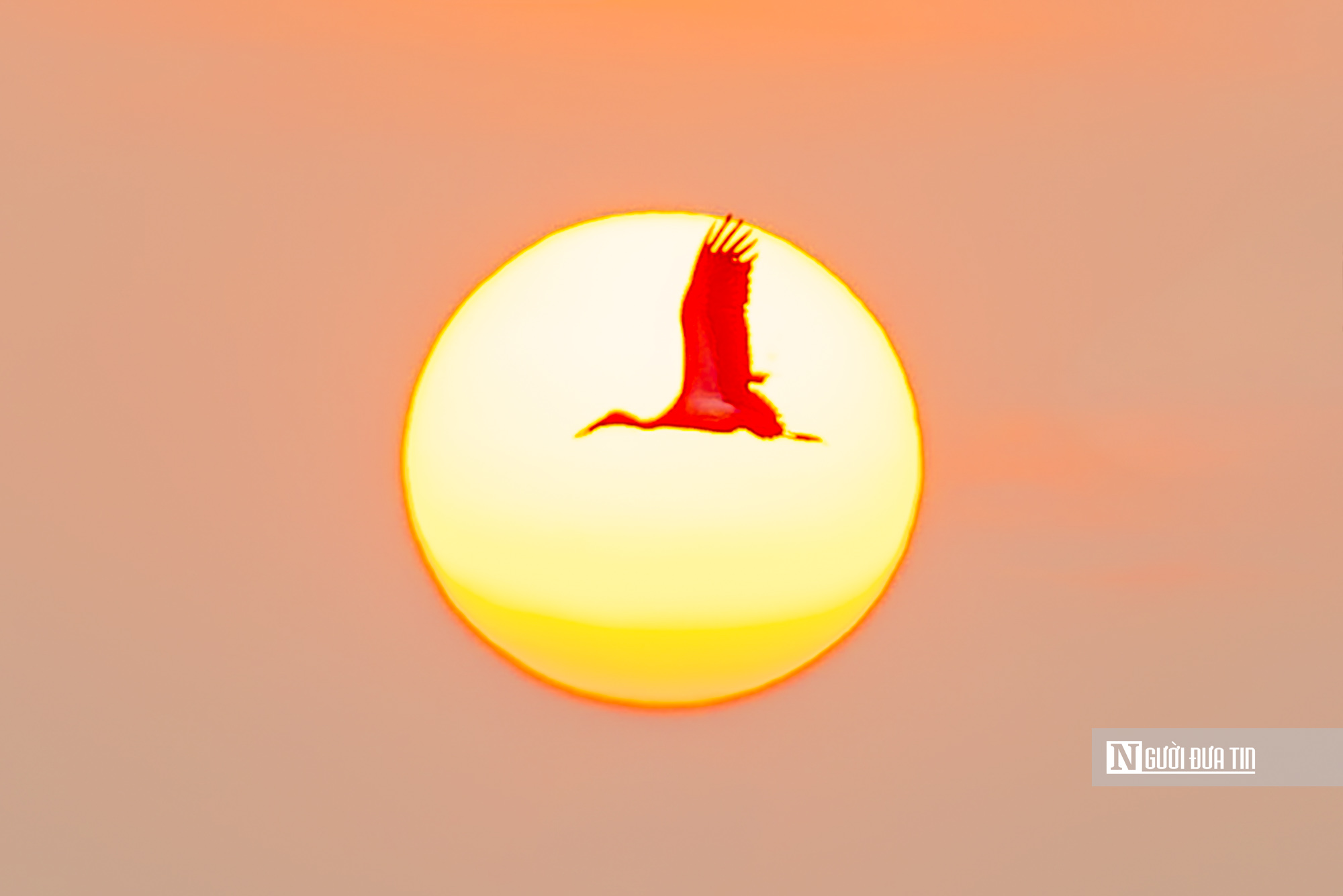 Ngắm đ&agrave;n c&ograve; "s&aacute;ch đỏ" thong dong kiếm mồi tr&ecirc;n c&aacute;nh đồng Đắk Lắk- Ảnh 19.