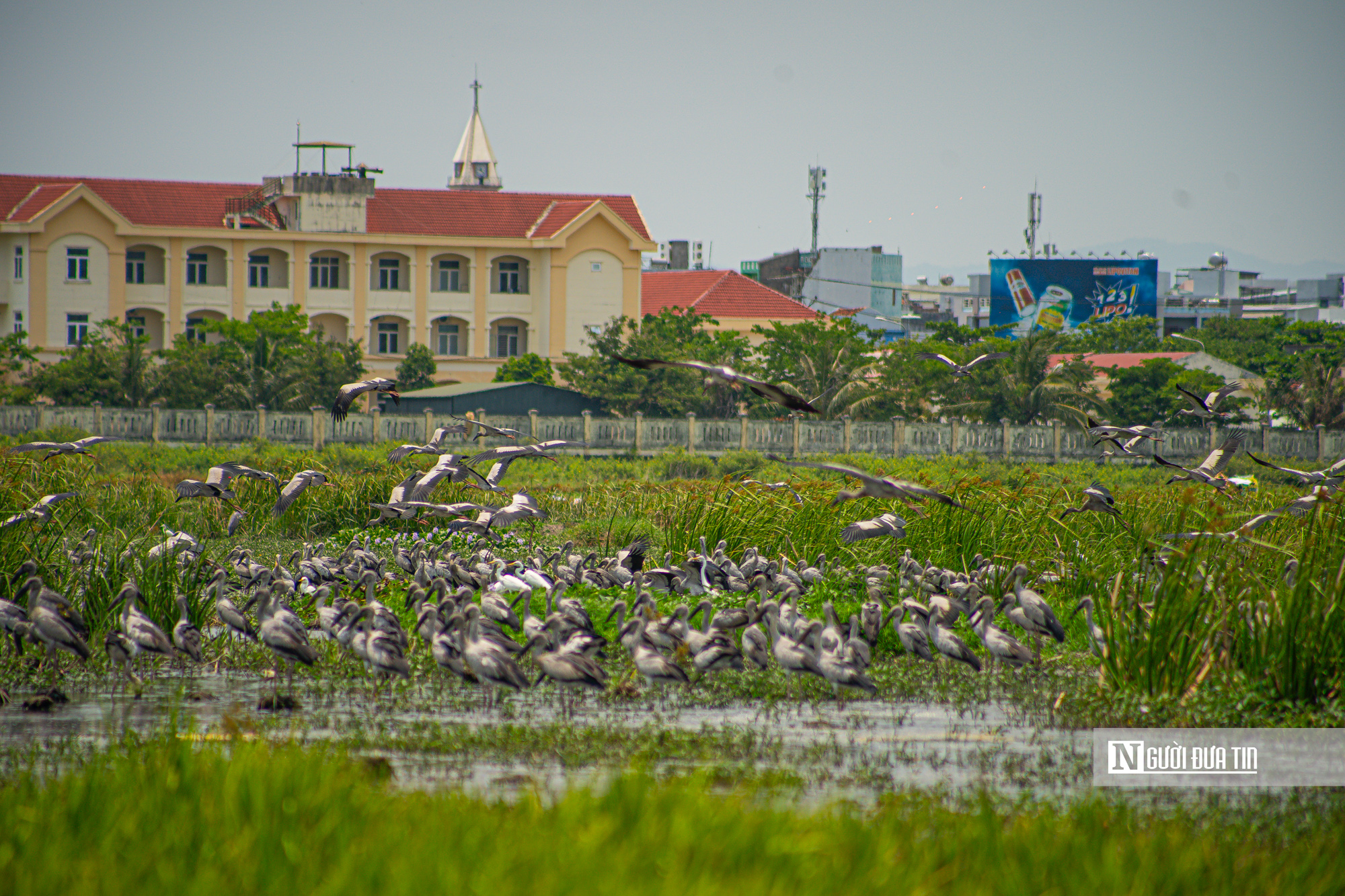 Ngắm đ&agrave;n c&ograve; "s&aacute;ch đỏ" thong dong kiếm mồi tr&ecirc;n c&aacute;nh đồng Đắk Lắk- Ảnh 2.