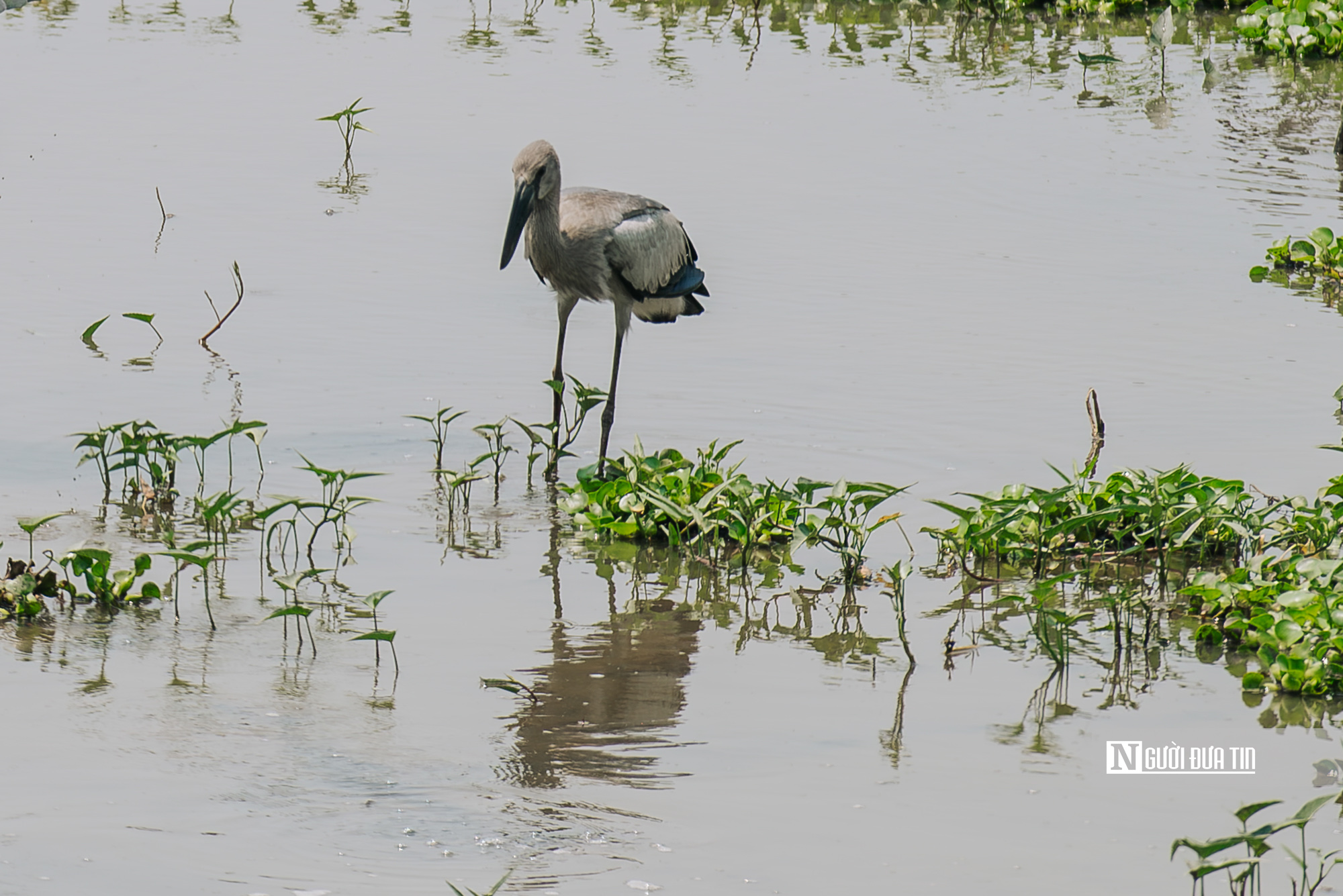 Ngắm đ&agrave;n c&ograve; "s&aacute;ch đỏ" thong dong kiếm mồi tr&ecirc;n c&aacute;nh đồng Đắk Lắk- Ảnh 3.