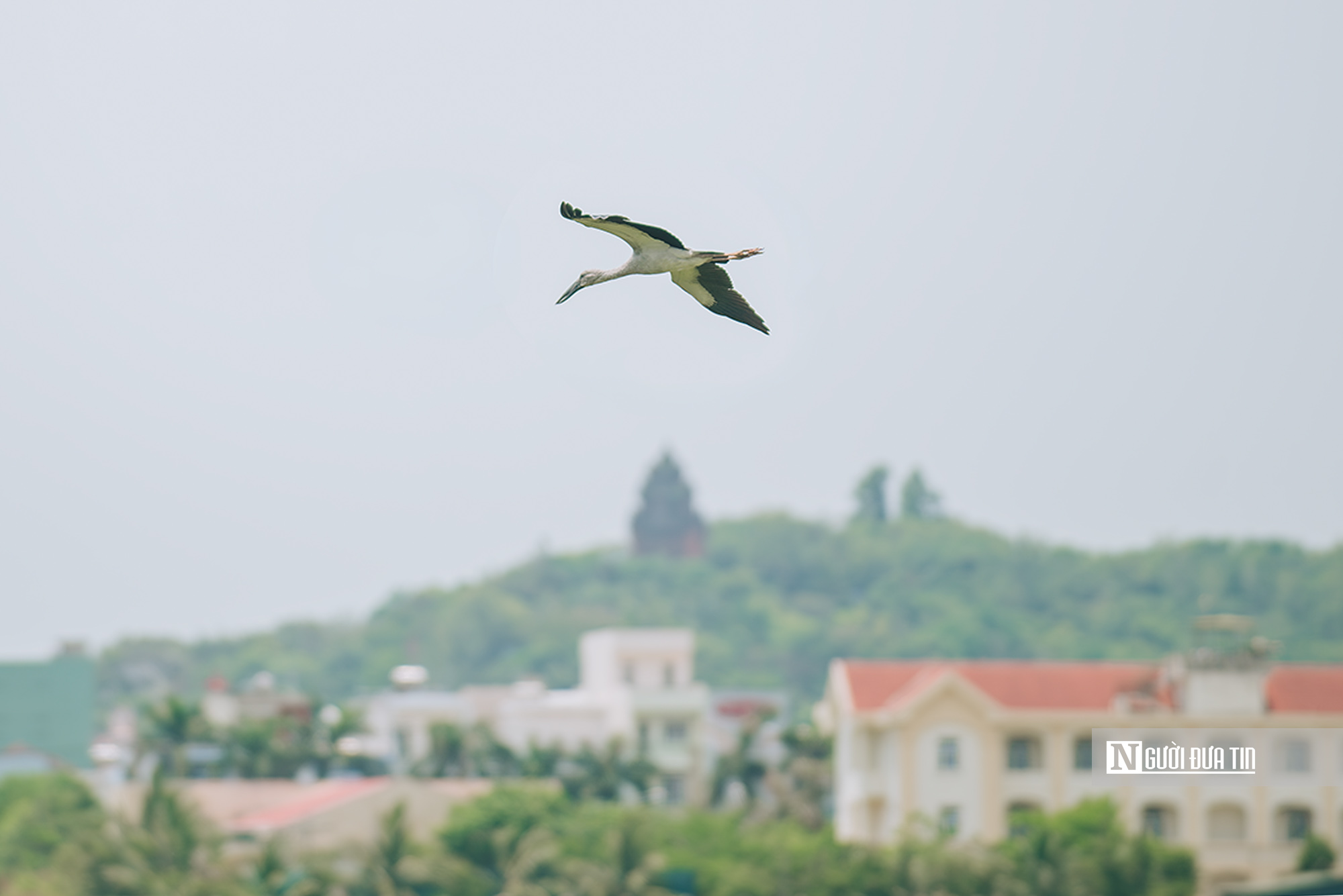 Ngắm đ&agrave;n c&ograve; "s&aacute;ch đỏ" thong dong kiếm mồi tr&ecirc;n c&aacute;nh đồng Đắk Lắk- Ảnh 4.