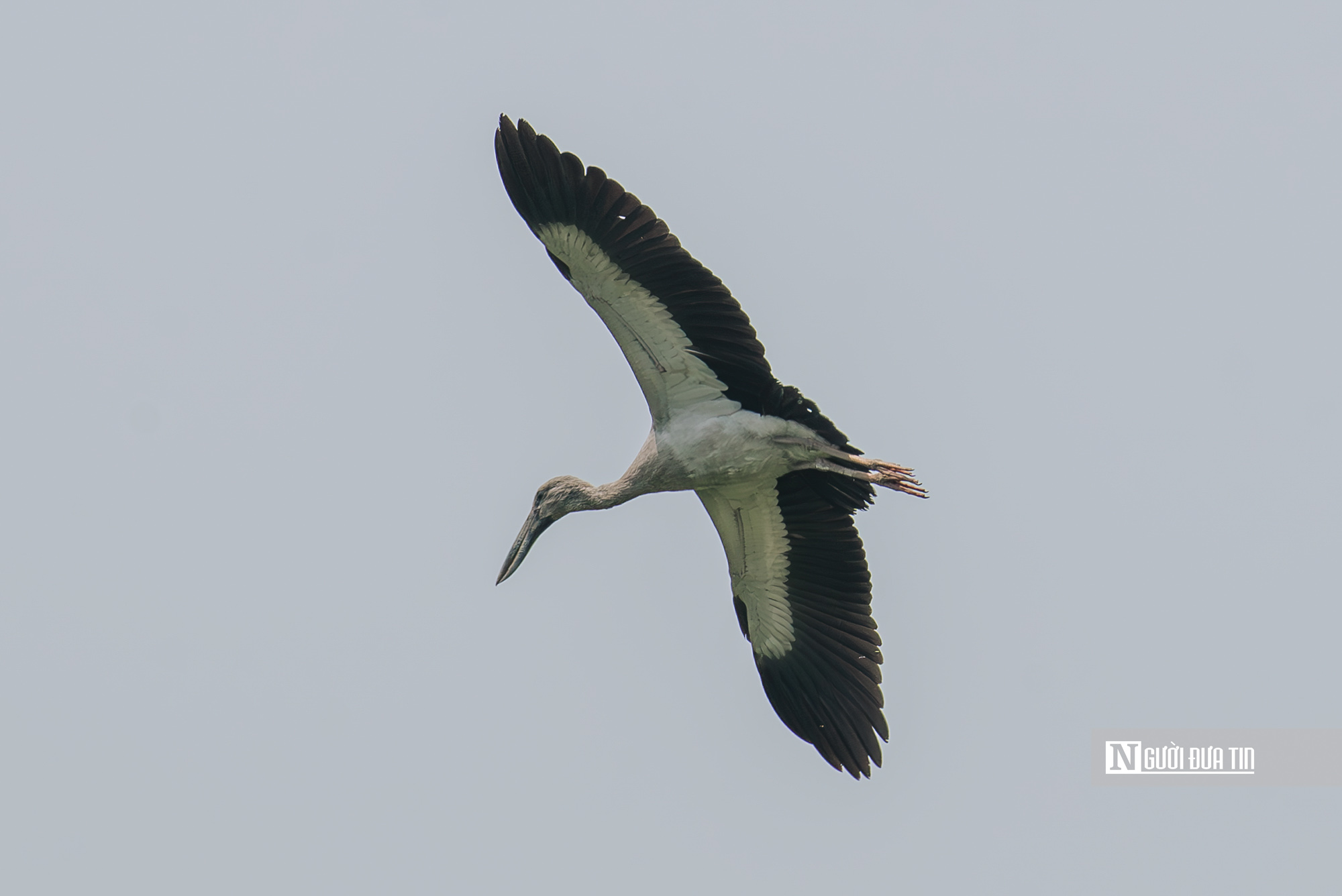 Ngắm đ&agrave;n c&ograve; "s&aacute;ch đỏ" thong dong kiếm mồi tr&ecirc;n c&aacute;nh đồng Đắk Lắk- Ảnh 5.