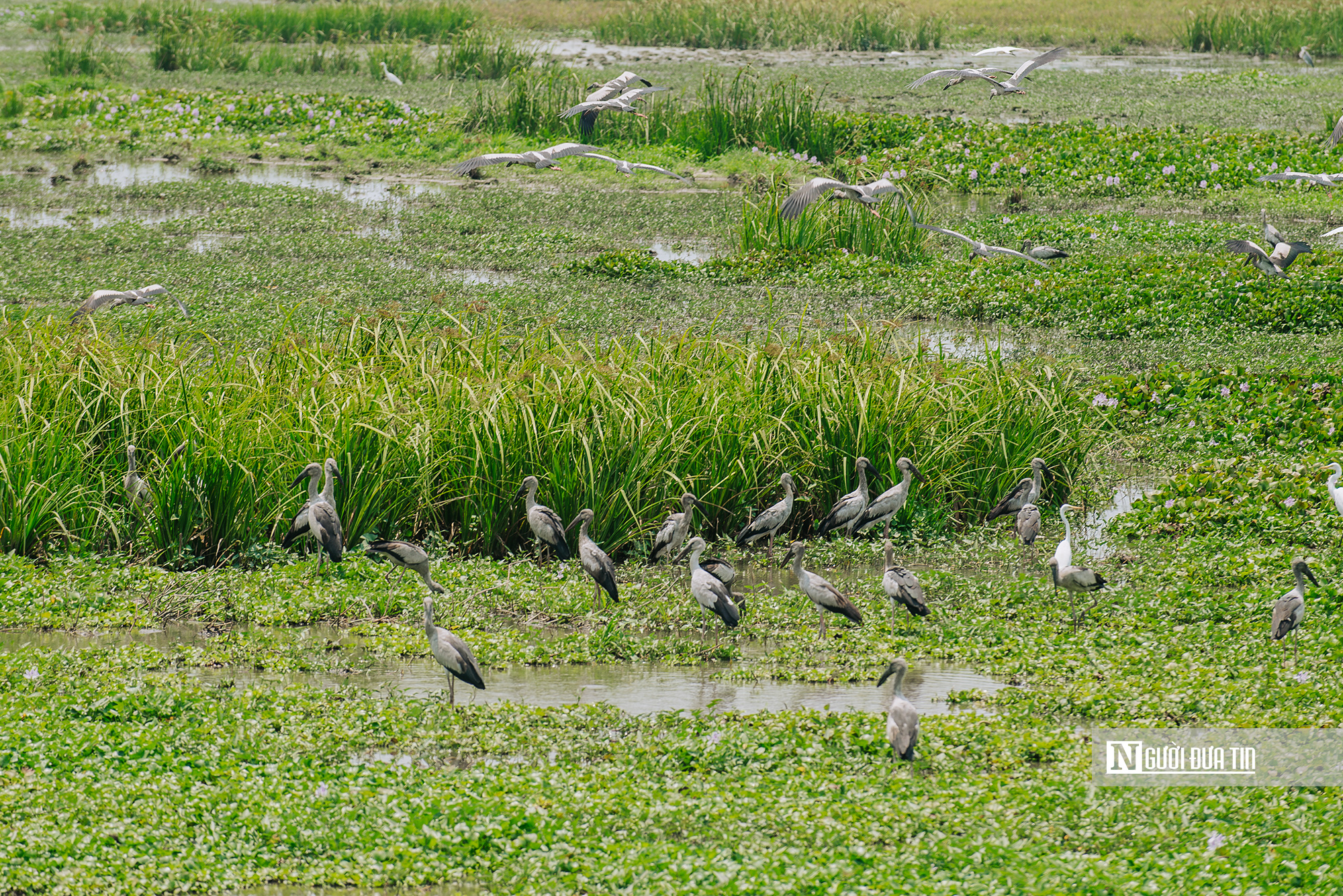 Ngắm đ&agrave;n c&ograve; "s&aacute;ch đỏ" thong dong kiếm mồi tr&ecirc;n c&aacute;nh đồng Đắk Lắk- Ảnh 6.