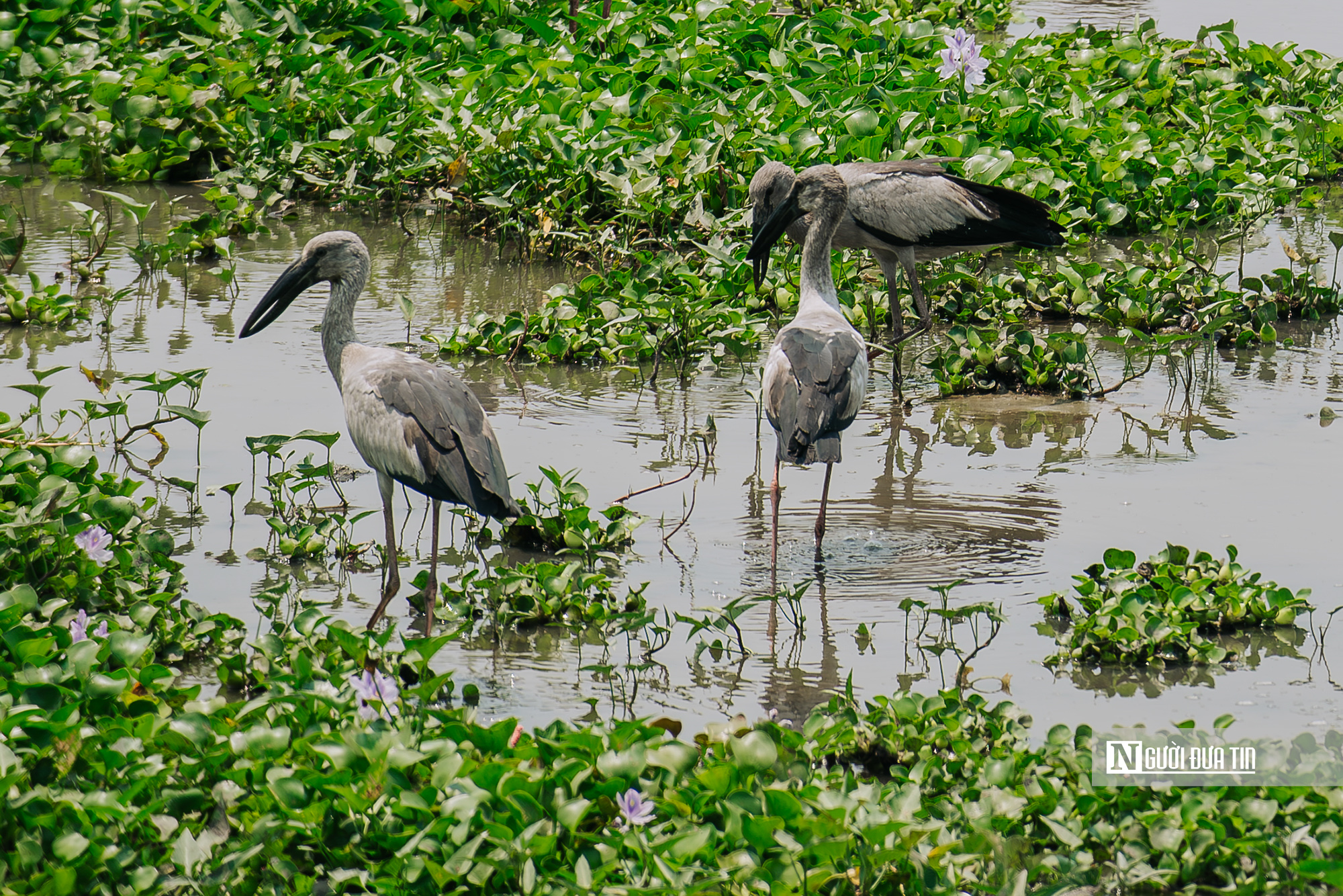 Ngắm đ&agrave;n c&ograve; "s&aacute;ch đỏ" thong dong kiếm mồi tr&ecirc;n c&aacute;nh đồng Đắk Lắk- Ảnh 7.