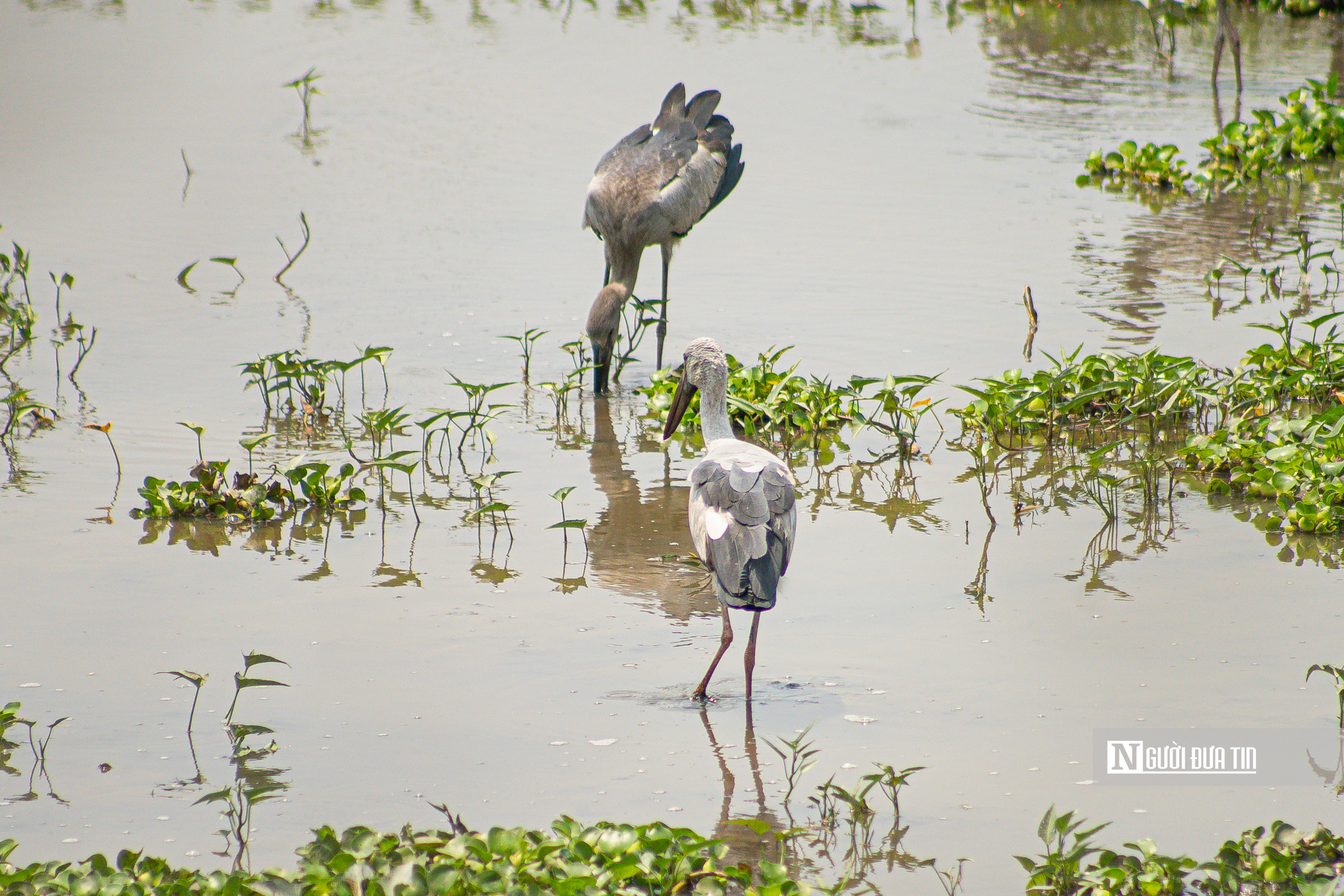 Ngắm đ&agrave;n c&ograve; "s&aacute;ch đỏ" thong dong kiếm mồi tr&ecirc;n c&aacute;nh đồng Đắk Lắk- Ảnh 8.