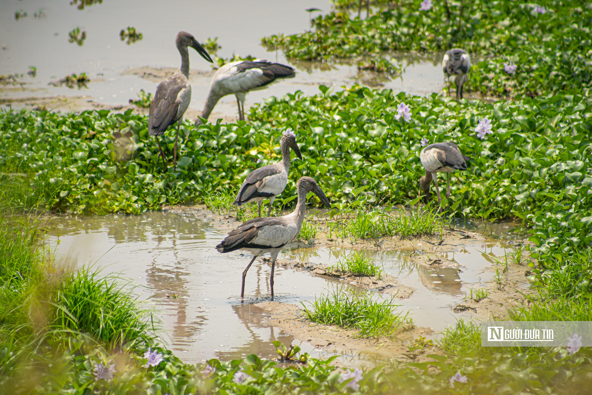 Ngắm đ&agrave;n c&ograve; "s&aacute;ch đỏ" thong dong kiếm mồi tr&ecirc;n c&aacute;nh đồng Đắk Lắk- Ảnh 9.