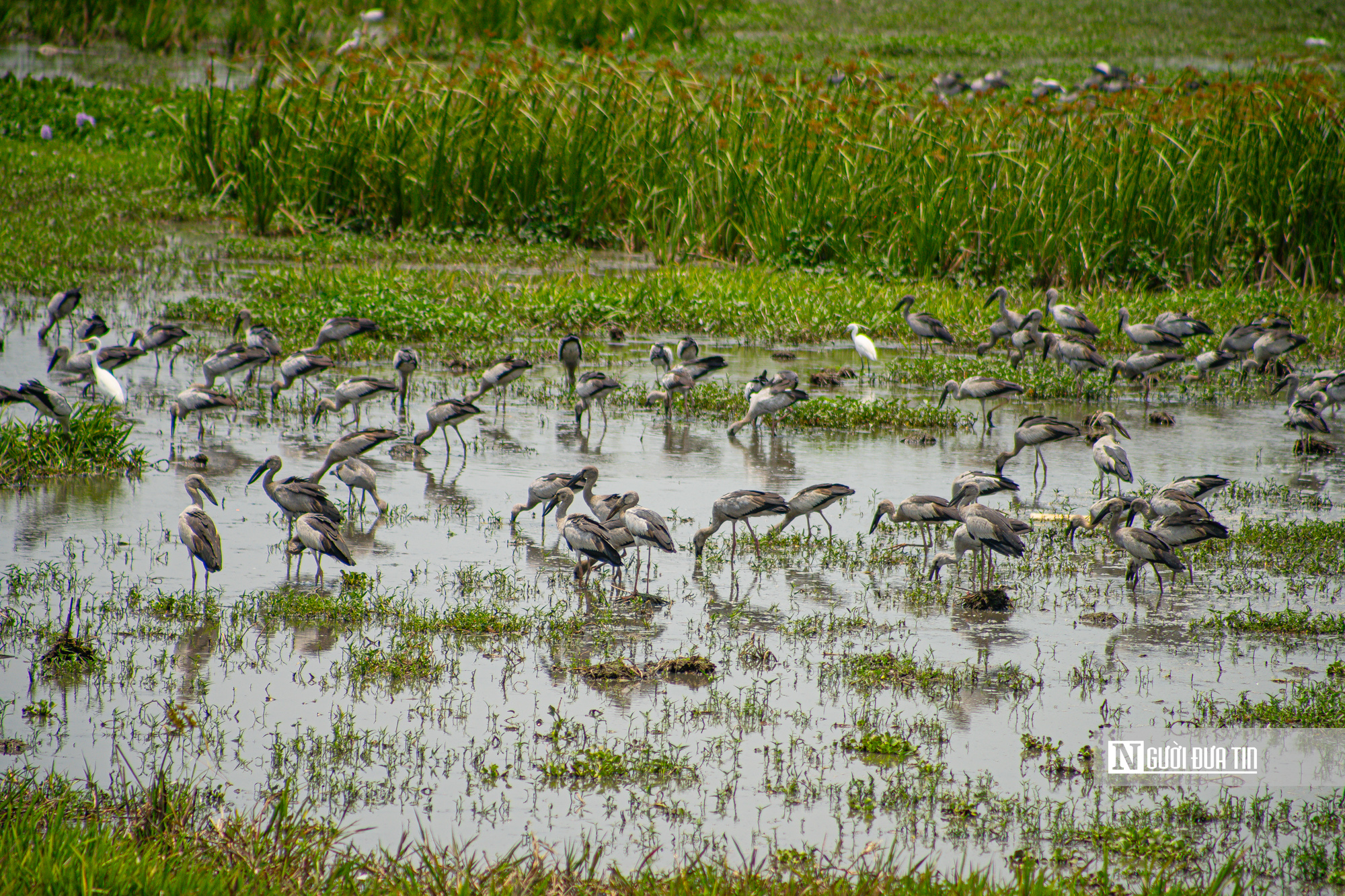Ngắm đ&agrave;n c&ograve; "s&aacute;ch đỏ" thong dong kiếm mồi tr&ecirc;n c&aacute;nh đồng Đắk Lắk- Ảnh 10.