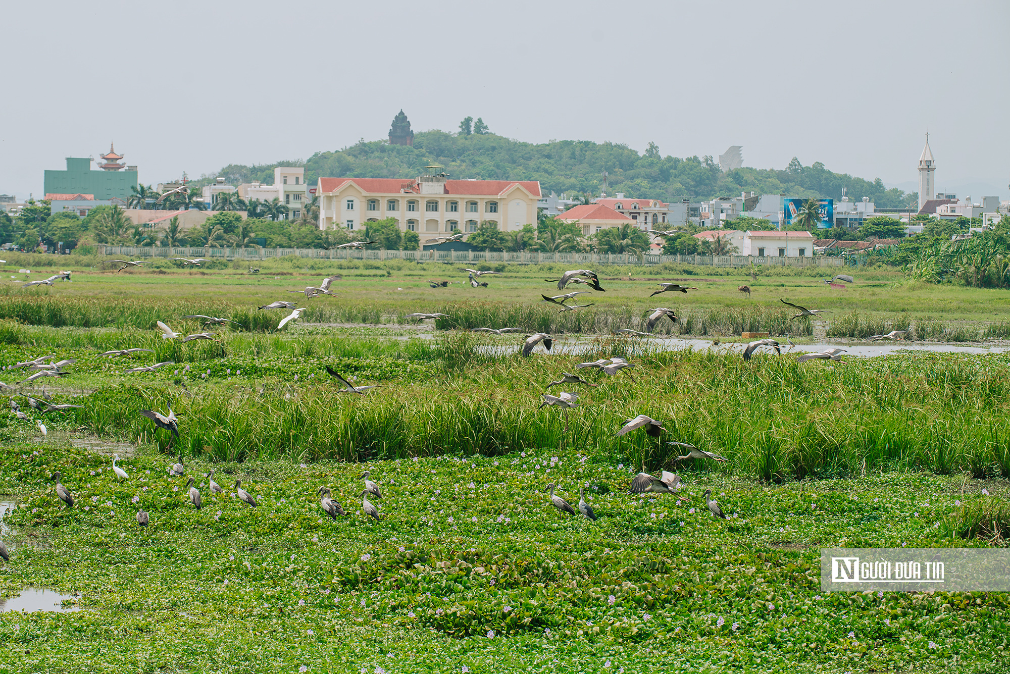 Ngắm đ&agrave;n c&ograve; "s&aacute;ch đỏ" thong dong kiếm mồi tr&ecirc;n c&aacute;nh đồng Đắk Lắk- Ảnh 11.