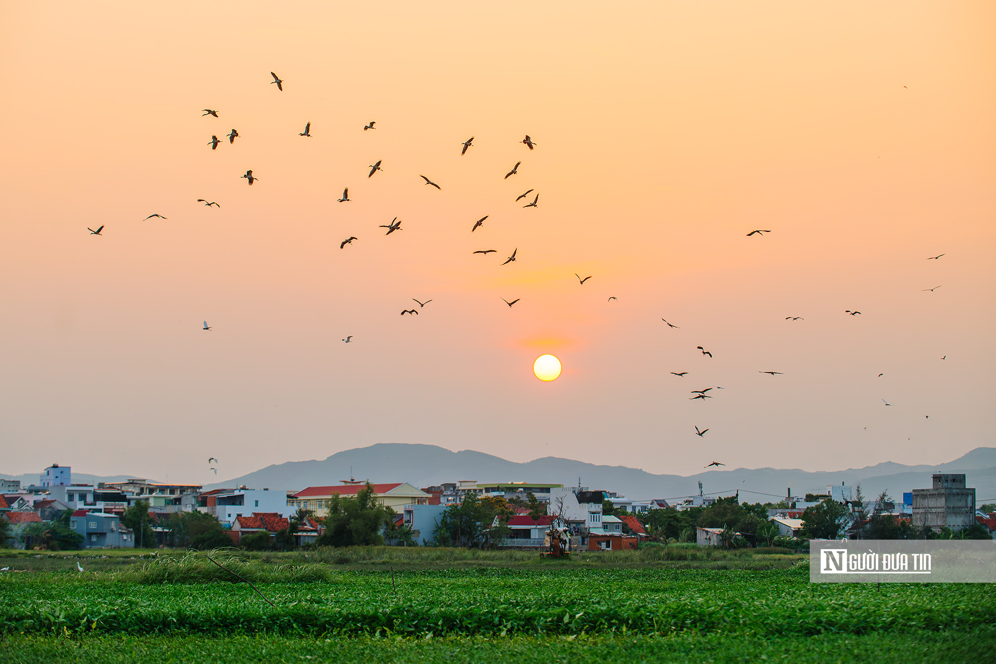 Ngắm đ&agrave;n c&ograve; "s&aacute;ch đỏ" thong dong kiếm mồi tr&ecirc;n c&aacute;nh đồng Đắk Lắk- Ảnh 12.