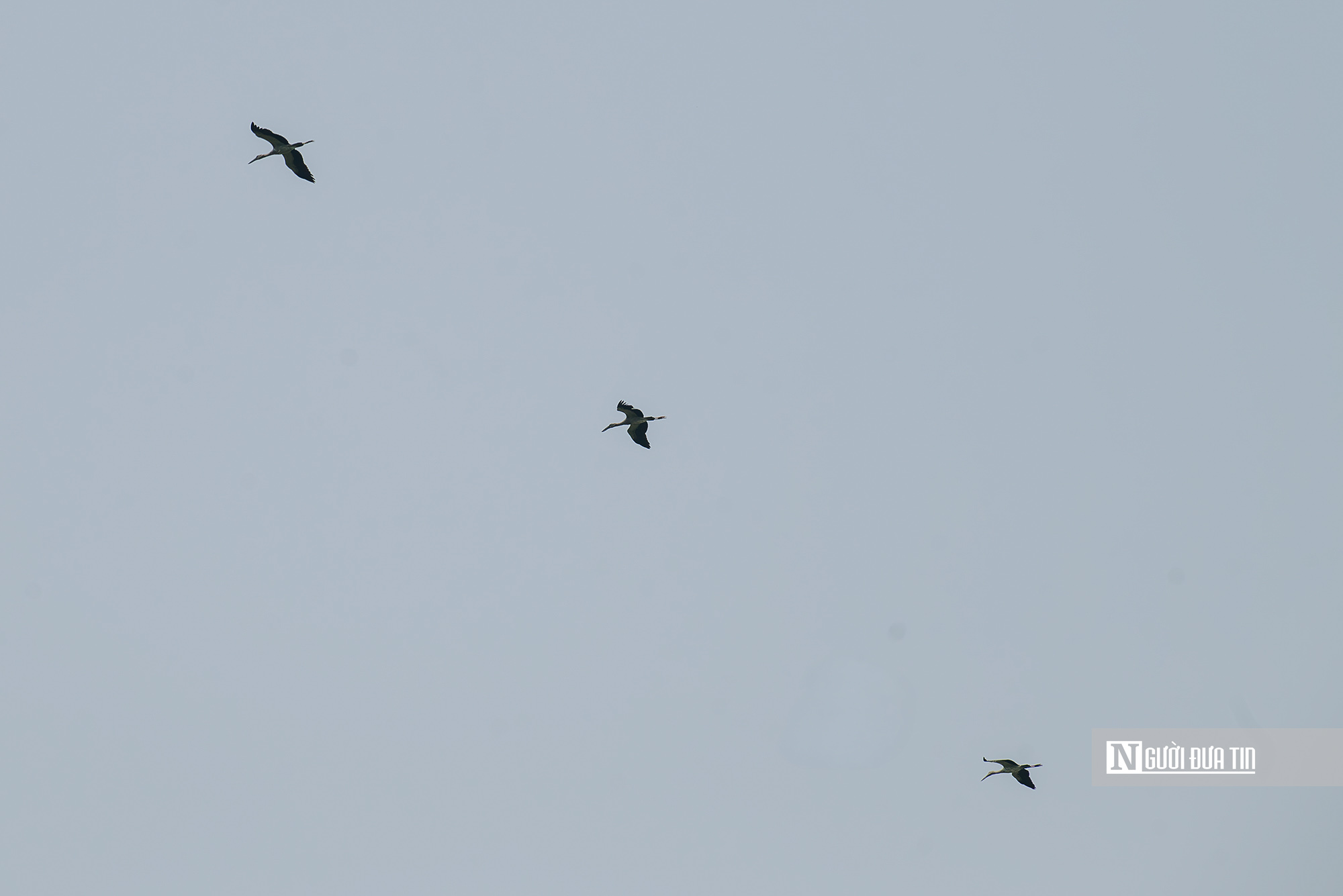 Ngắm đ&agrave;n c&ograve; "s&aacute;ch đỏ" thong dong kiếm mồi tr&ecirc;n c&aacute;nh đồng Đắk Lắk- Ảnh 14.