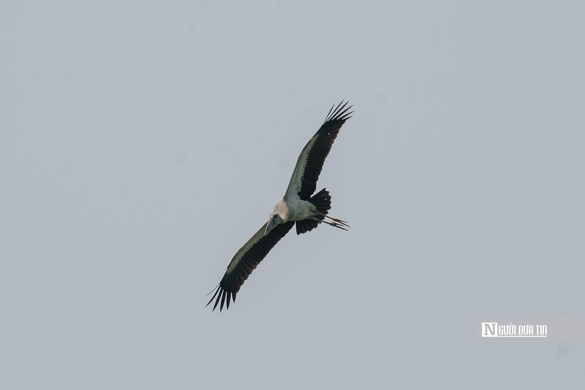 Ngắm đ&agrave;n c&ograve; "s&aacute;ch đỏ" thong dong kiếm mồi tr&ecirc;n c&aacute;nh đồng Đắk Lắk- Ảnh 13.