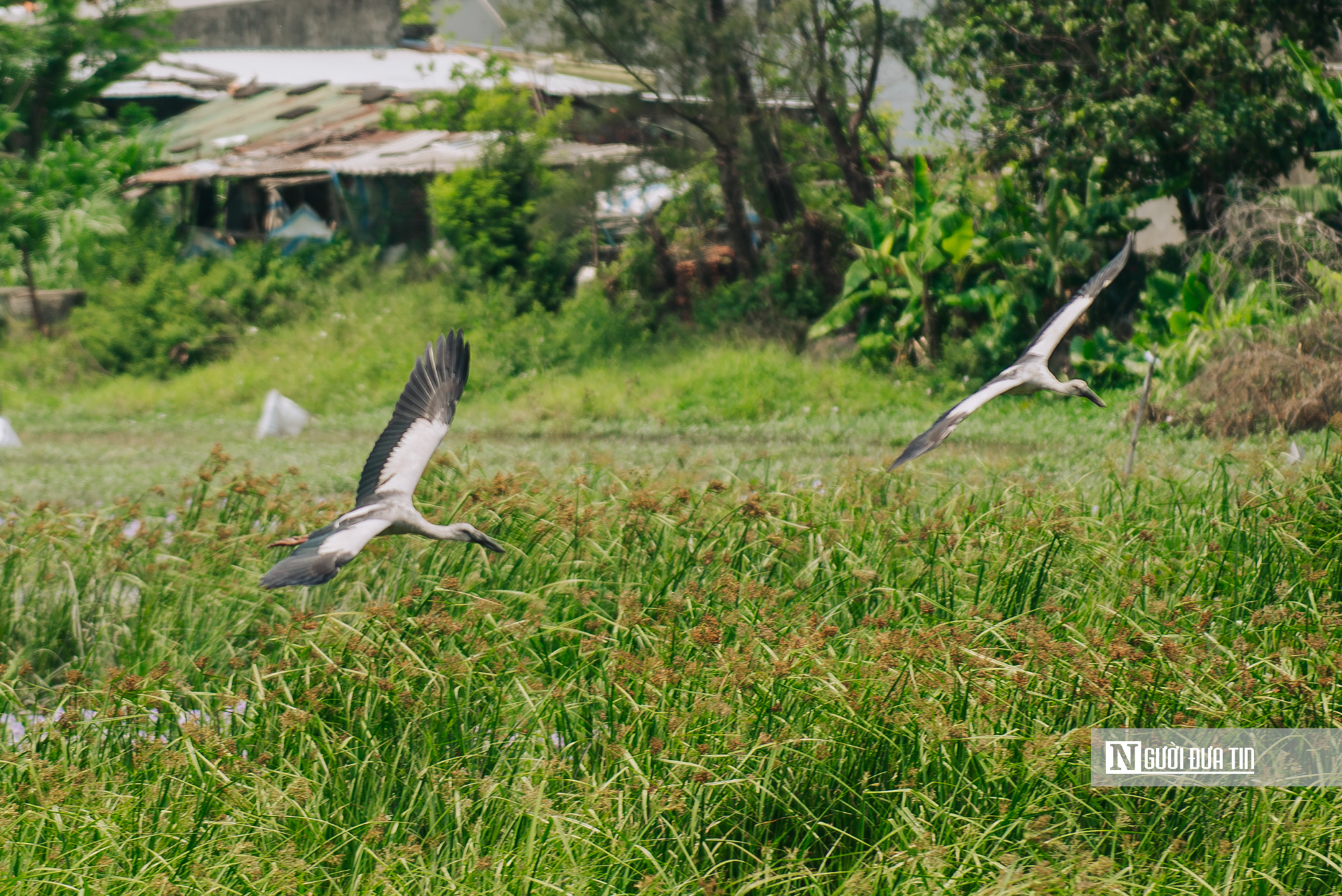 Ngắm đ&agrave;n c&ograve; "s&aacute;ch đỏ" thong dong kiếm mồi tr&ecirc;n c&aacute;nh đồng Đắk Lắk- Ảnh 15.