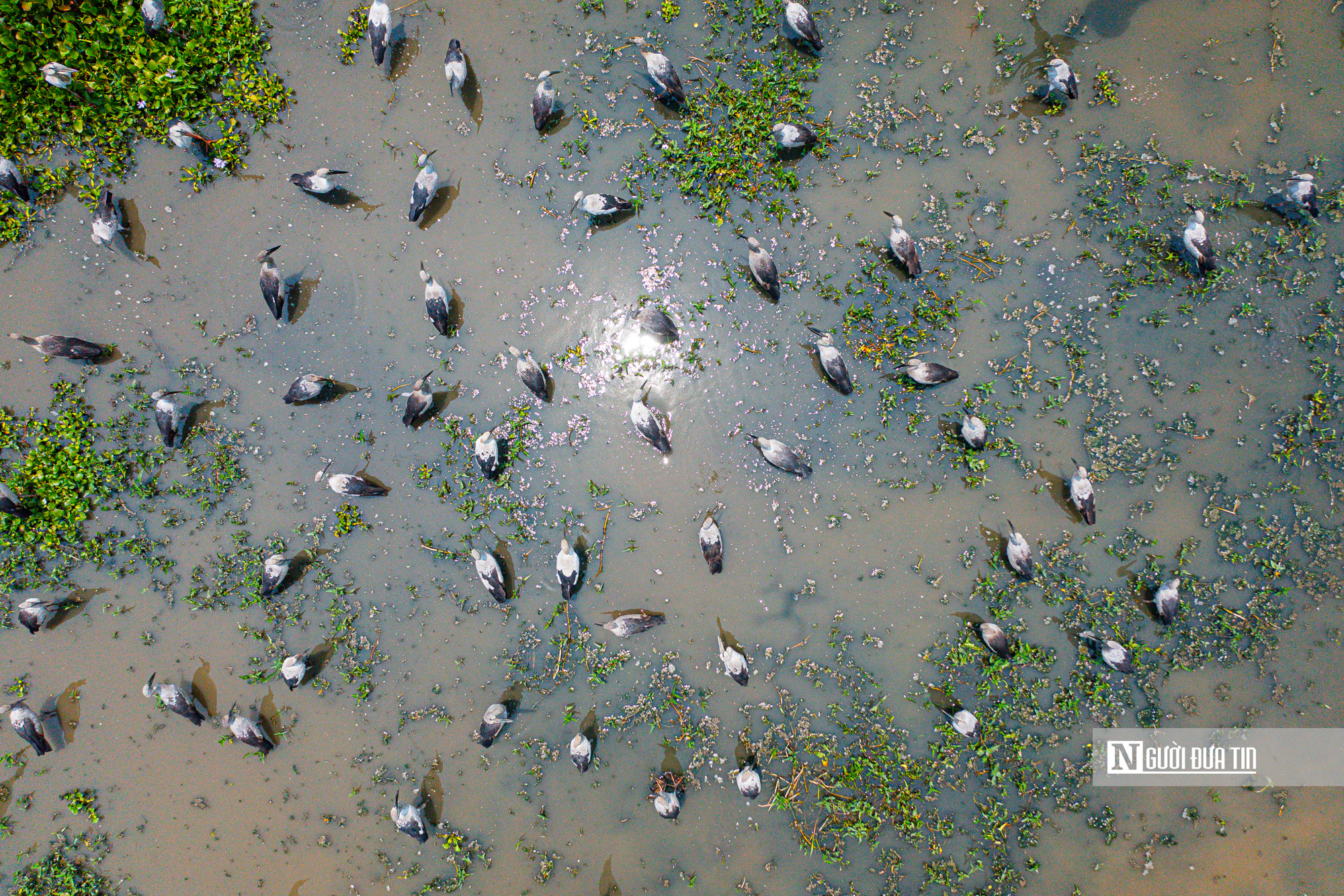 Ngắm đ&agrave;n c&ograve; "s&aacute;ch đỏ" thong dong kiếm mồi tr&ecirc;n c&aacute;nh đồng Đắk Lắk- Ảnh 16.