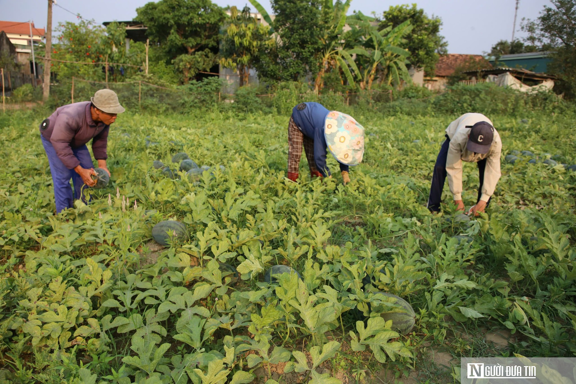 Dưa được m&ugrave;a, ch&iacute;n đầy ruộng nhưng người trồng vẫn lo "sốt v&oacute;"- Ảnh 1.