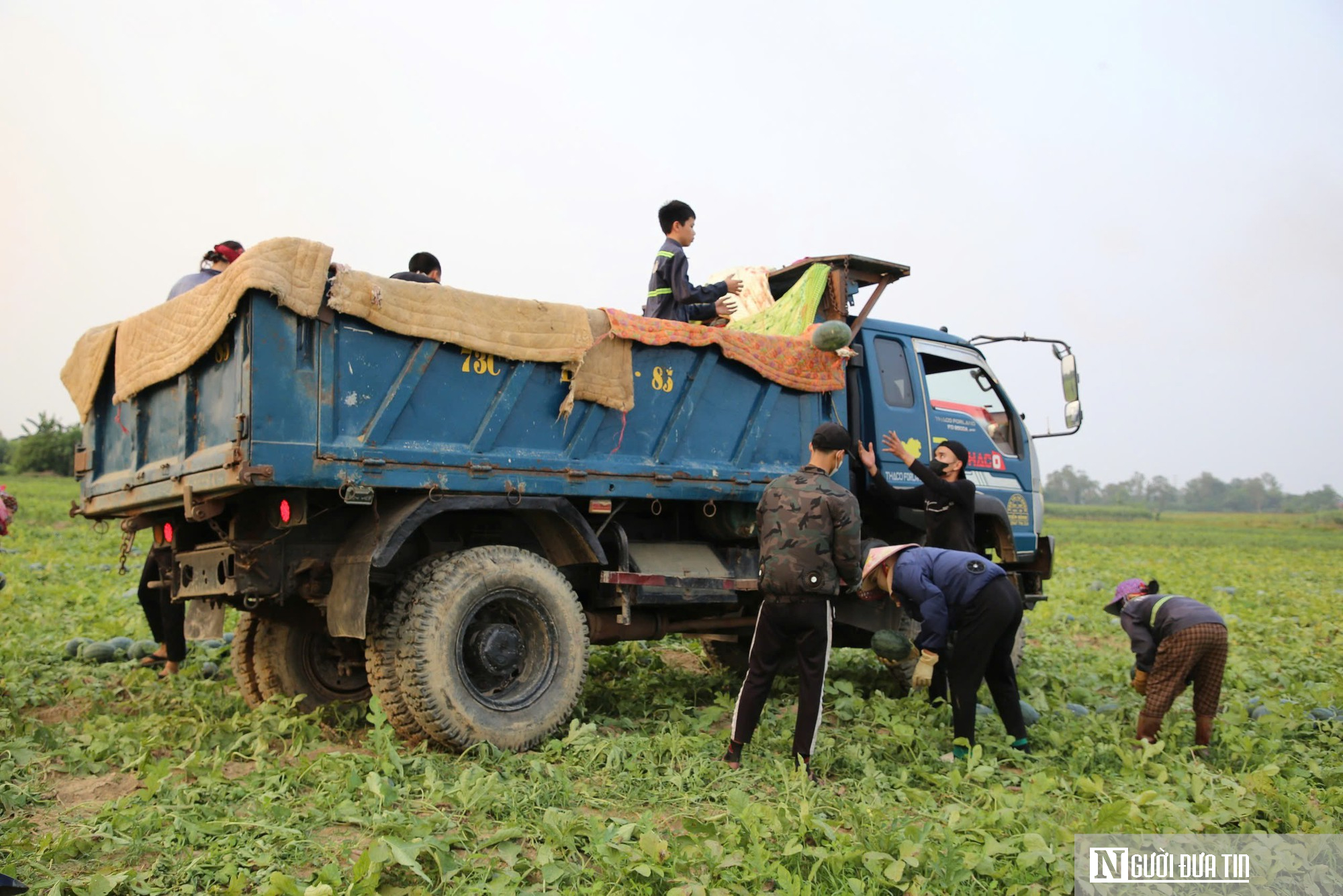 Dưa được m&ugrave;a, ch&iacute;n đầy ruộng nhưng người trồng vẫn lo "sốt v&oacute;"- Ảnh 2.