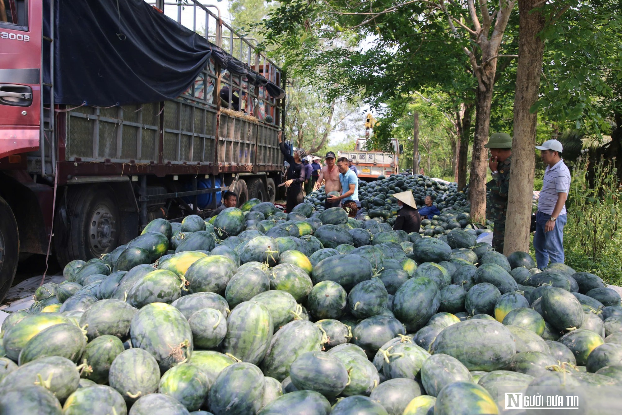 Dưa được m&ugrave;a, ch&iacute;n đầy ruộng nhưng người trồng vẫn lo "sốt v&oacute;"- Ảnh 4.