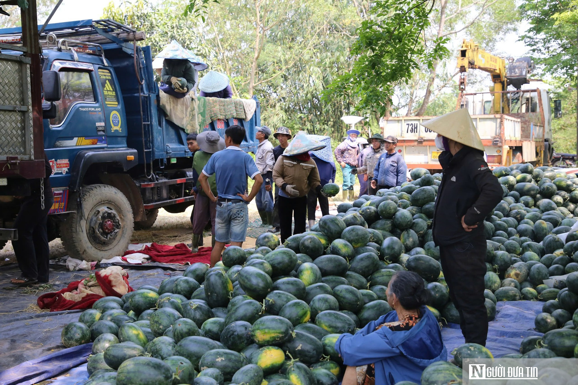 Dưa được m&ugrave;a, ch&iacute;n đầy ruộng nhưng người trồng vẫn lo "sốt v&oacute;"- Ảnh 6.