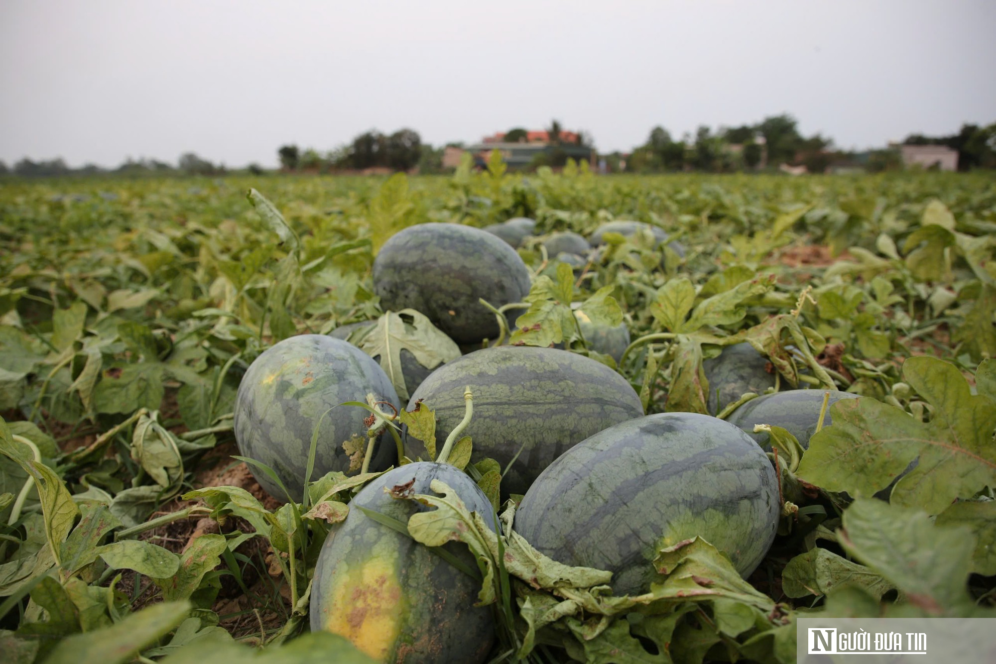 Dưa được m&ugrave;a, ch&iacute;n đầy ruộng nhưng người trồng vẫn lo "sốt v&oacute;"- Ảnh 5.