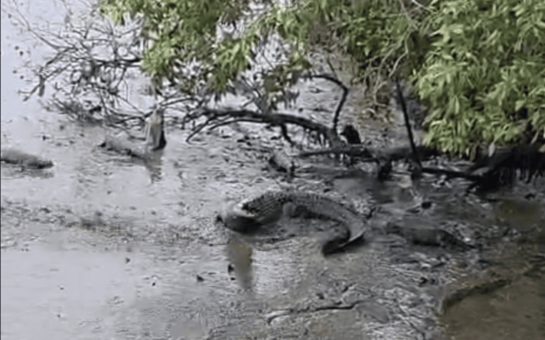 Rái Cá Lông Mượt Tấn Công Cá Sấu Nước Mặn Tại Sungei Buloh Gây Sốt Mạng Xã Hội