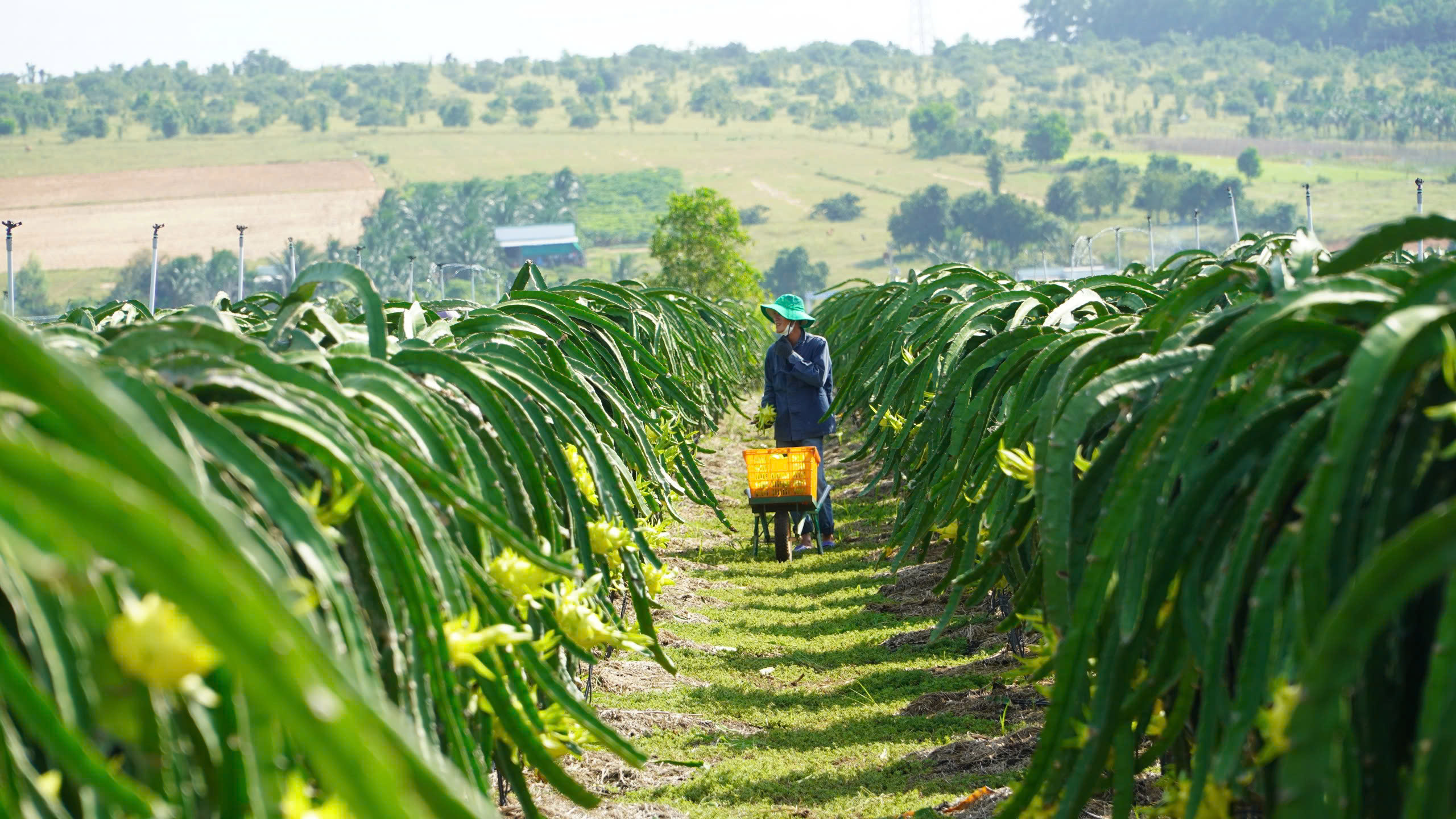 Giải ngân vốn đầu tư công thấp – lực cản lớn với mục tiêu tăng trưởng 10%, Lâm Đồng tăng tốc- Ảnh 4.