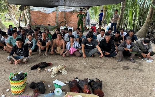 An Giang triệt phá điểm đánh bạc đá gà, bắt giữ 36 đối tượng và thu giữ hàng trăm triệu đồng